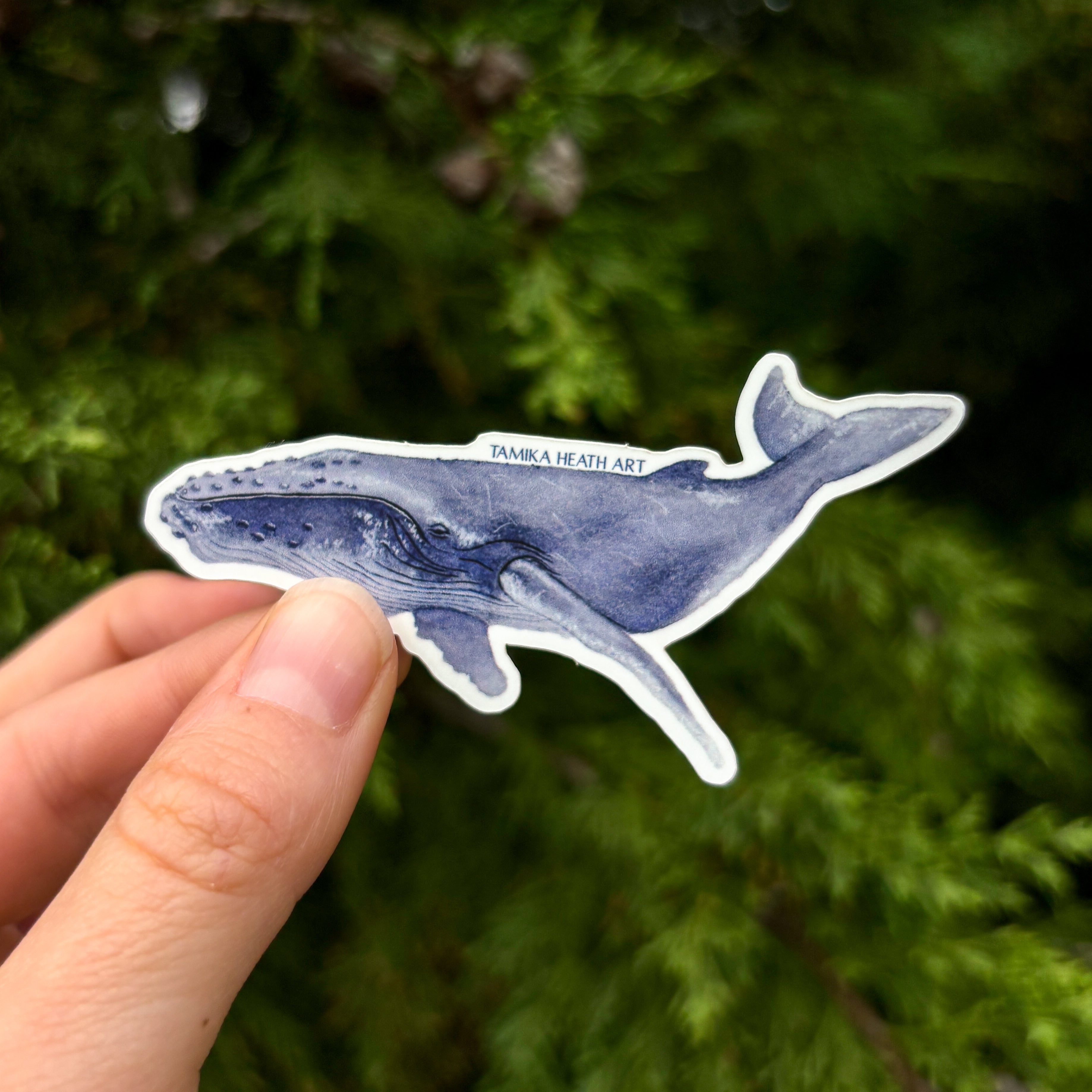 Humpback Whale Sticker