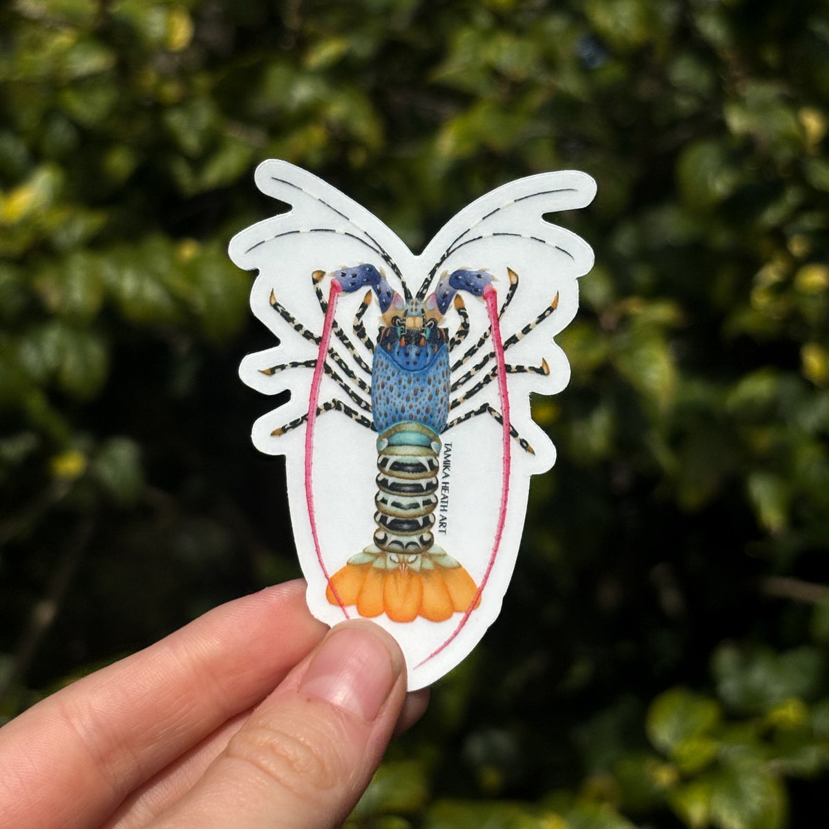 Ornate Rock Lobster Sticker (Transparent)
