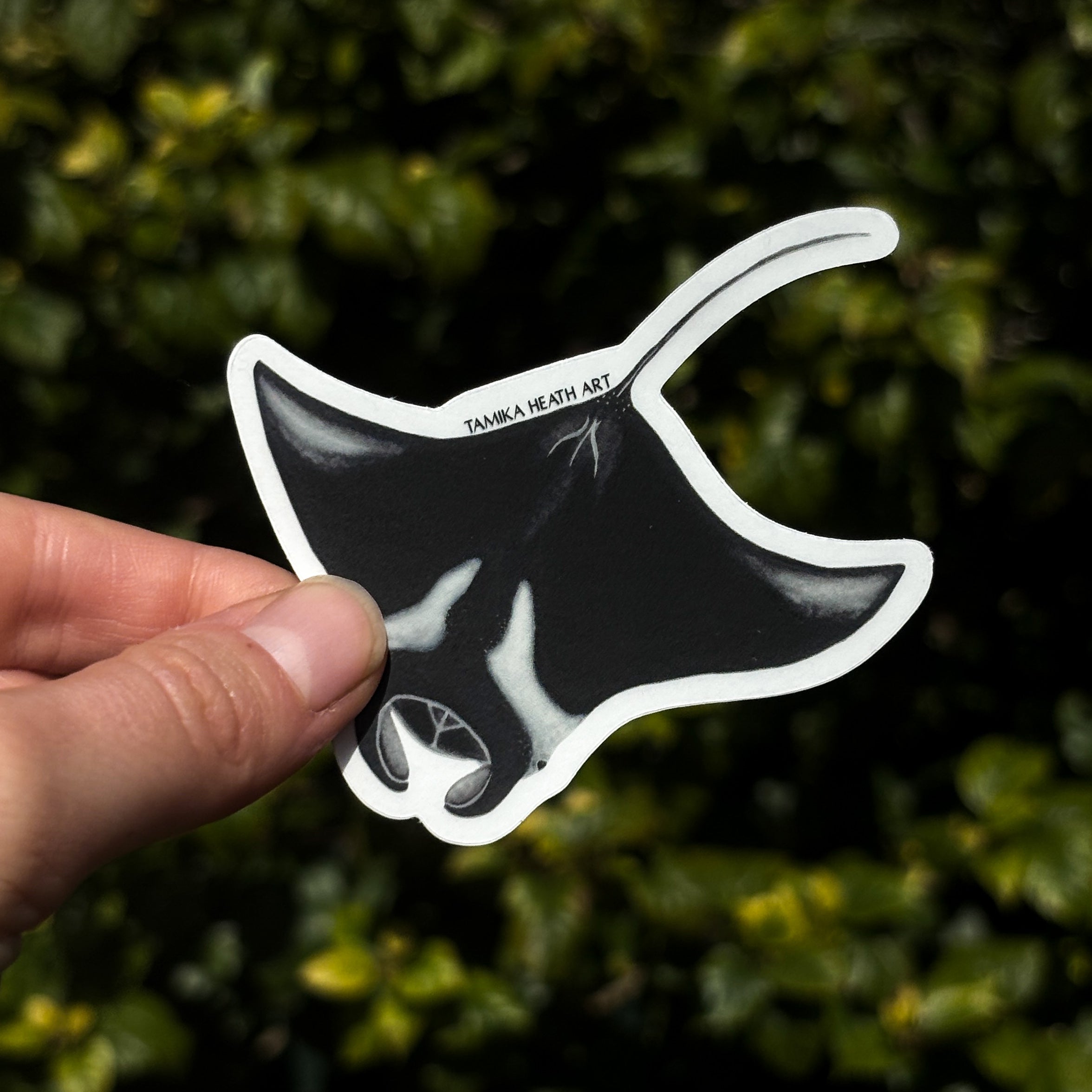 Manta Ray Sticker (Transparent)