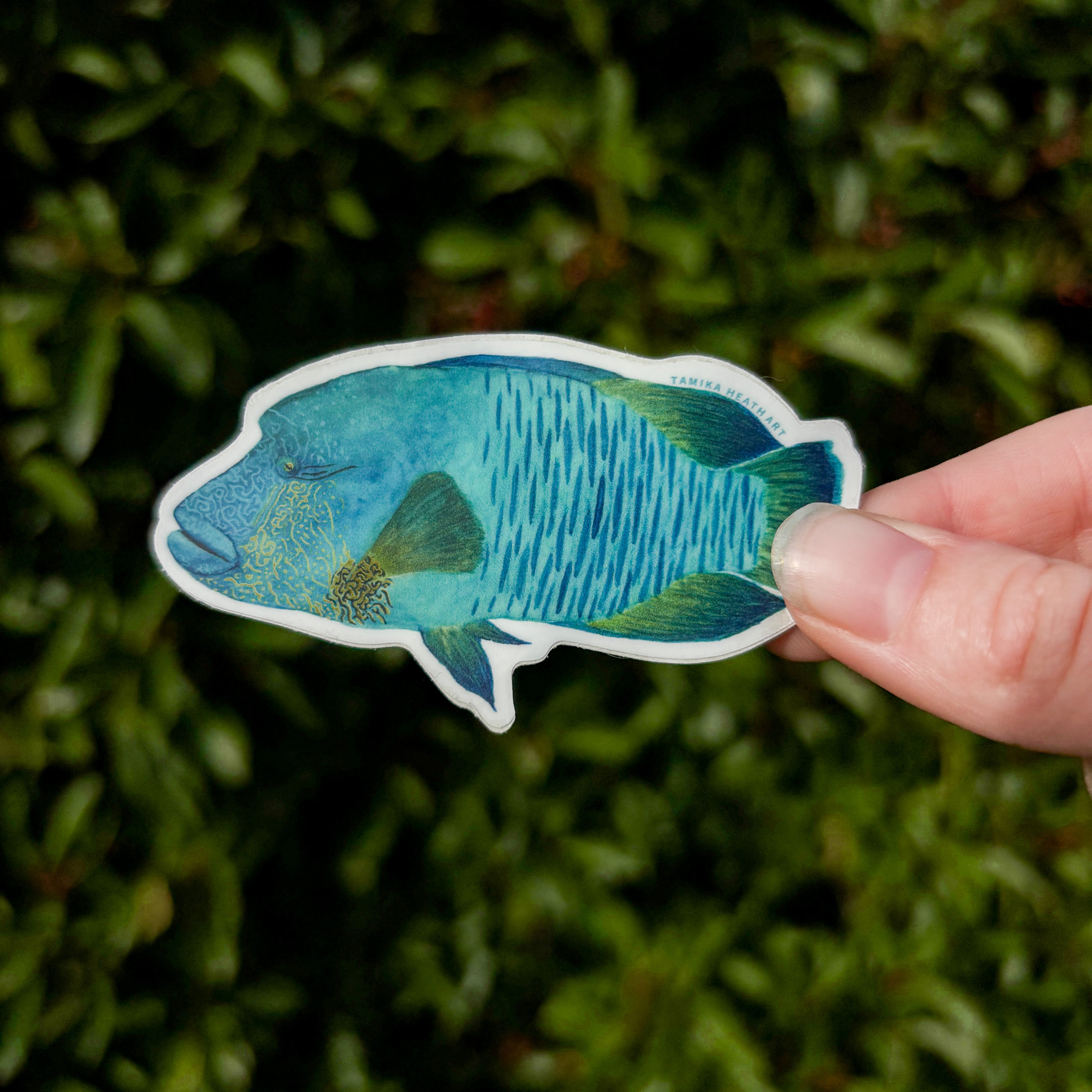 Maori Wrasse Sticker