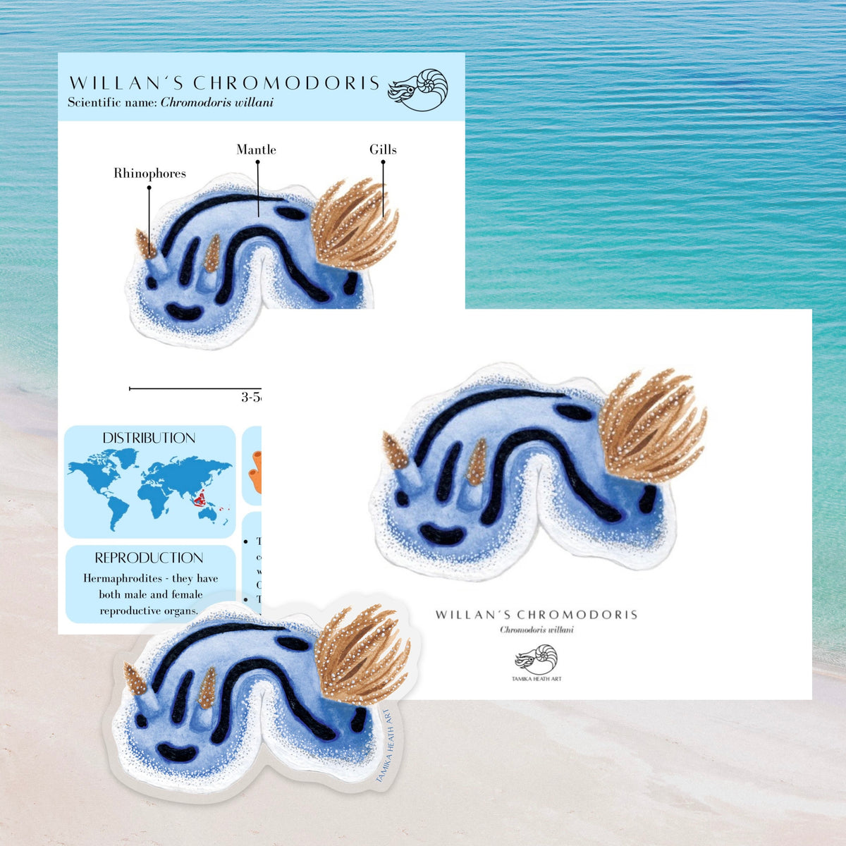 Sea Snail Mail Club - October