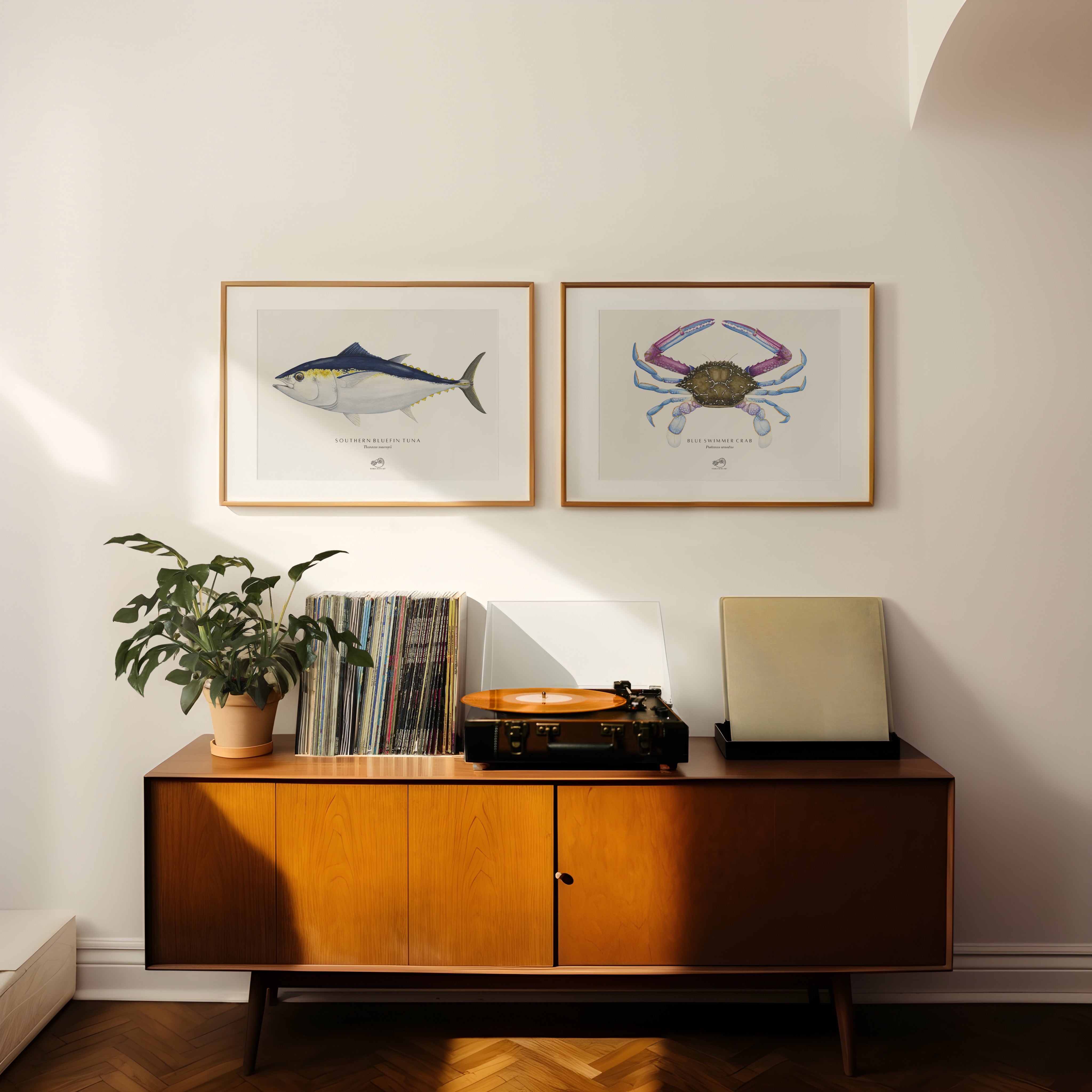 Southern Bluefin Tuna Art Print
