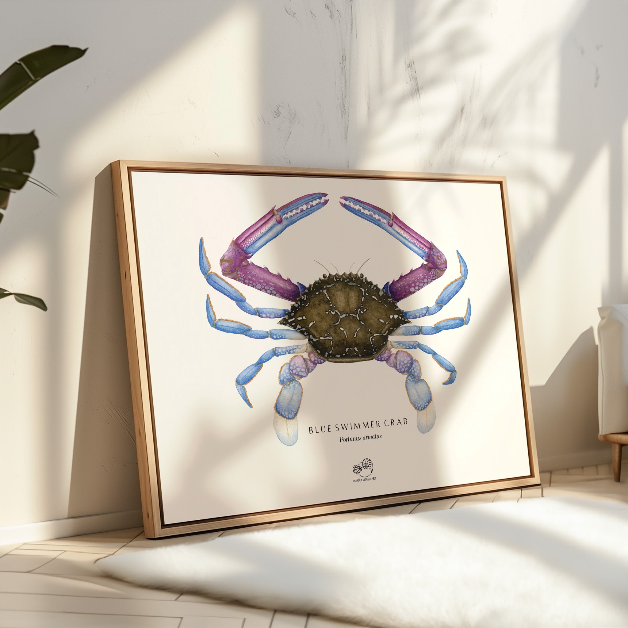 Blue Swimmer Crab Canvas Print