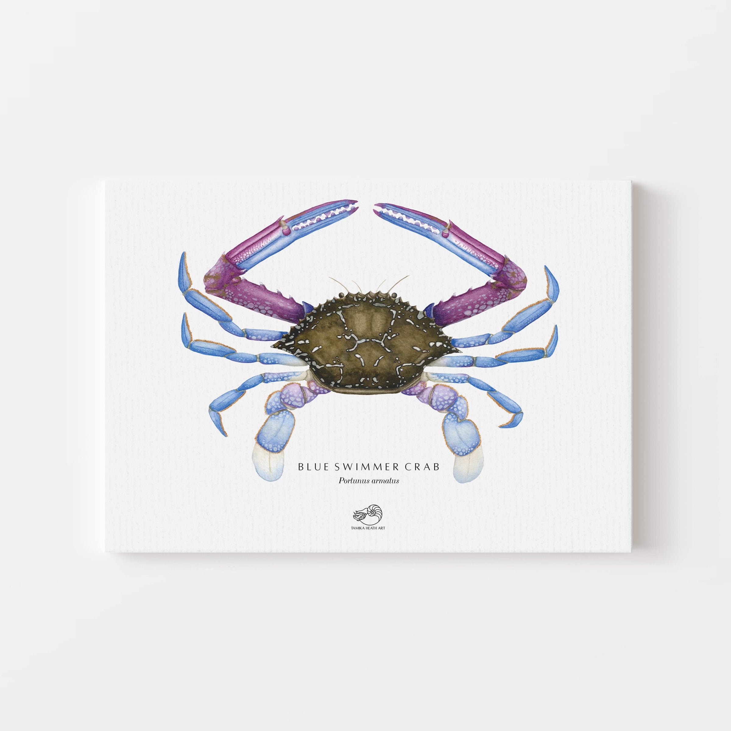 Blue Swimmer Crab Canvas Print