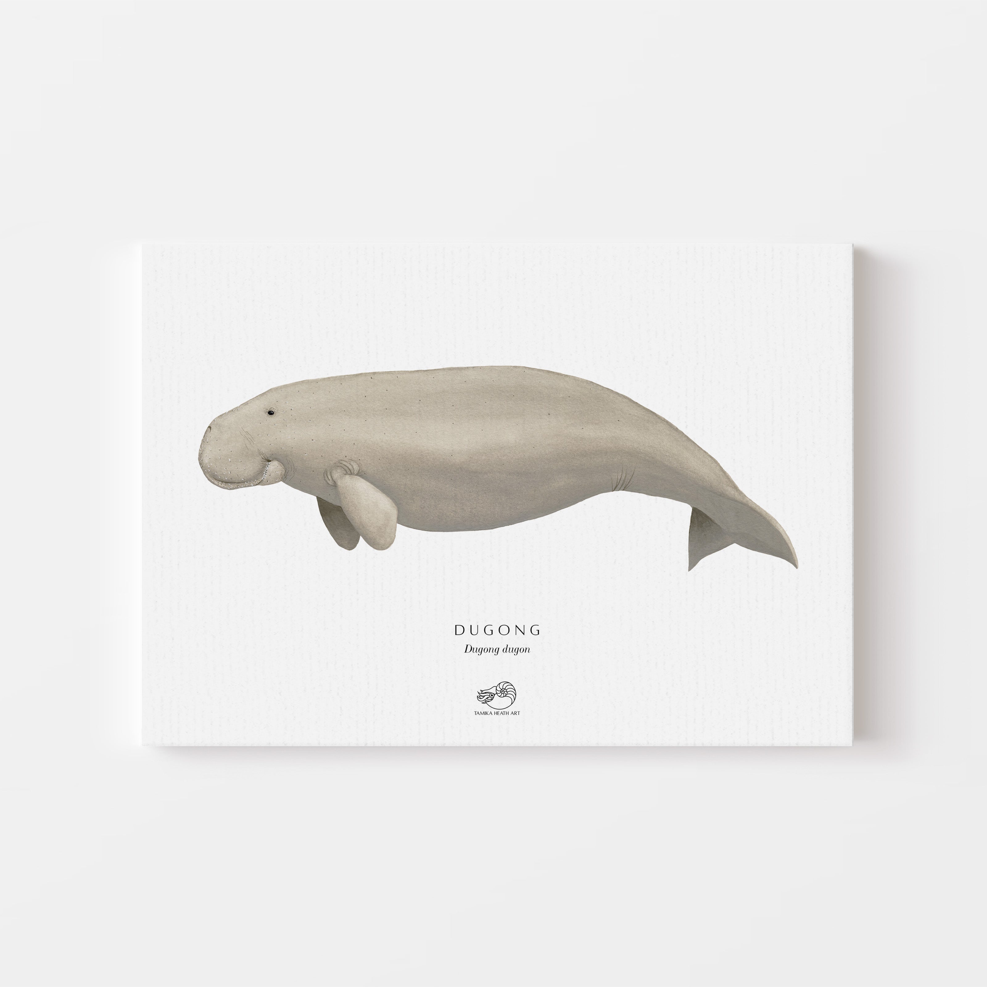 Dugong Canvas Print
