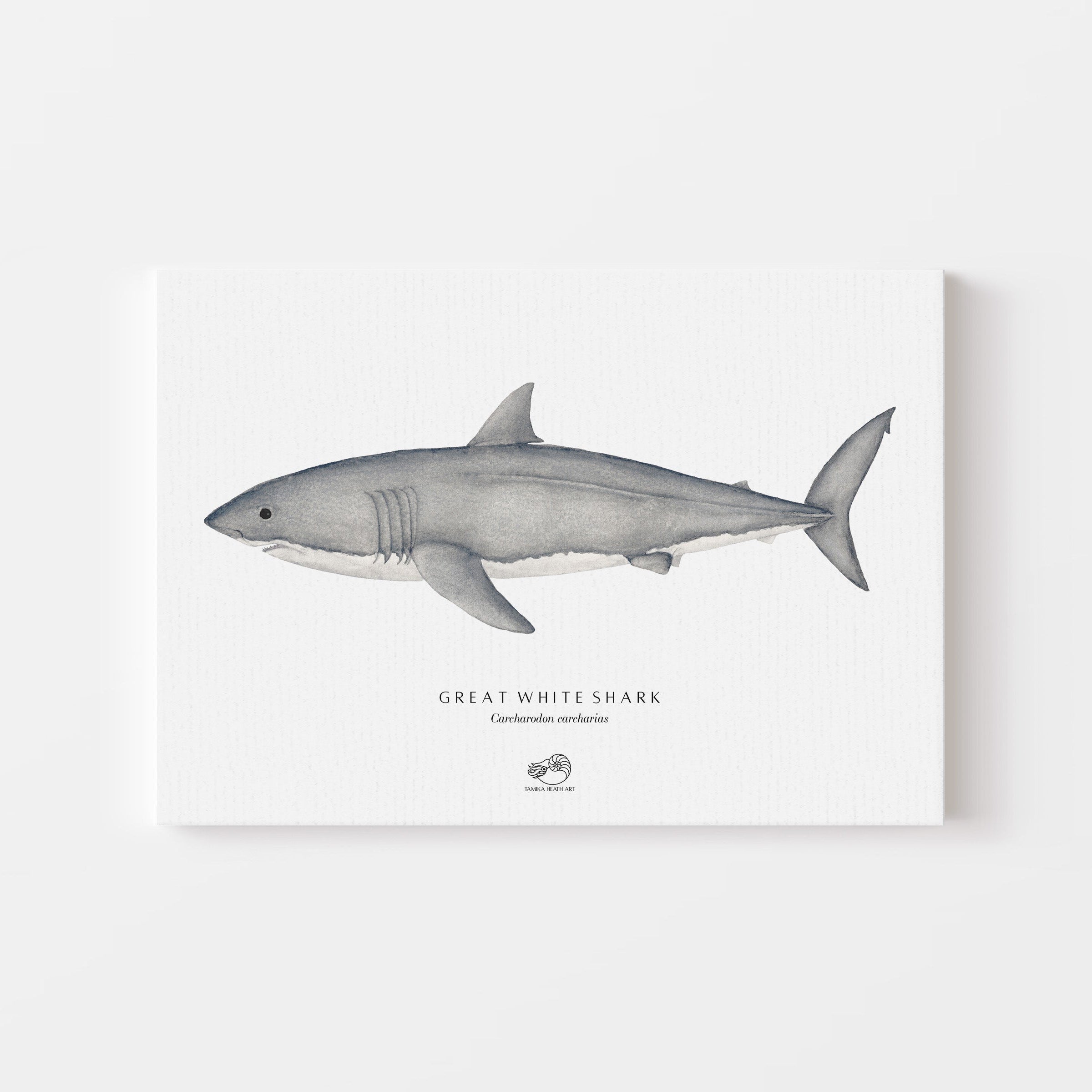 Great White Shark Canvas Print