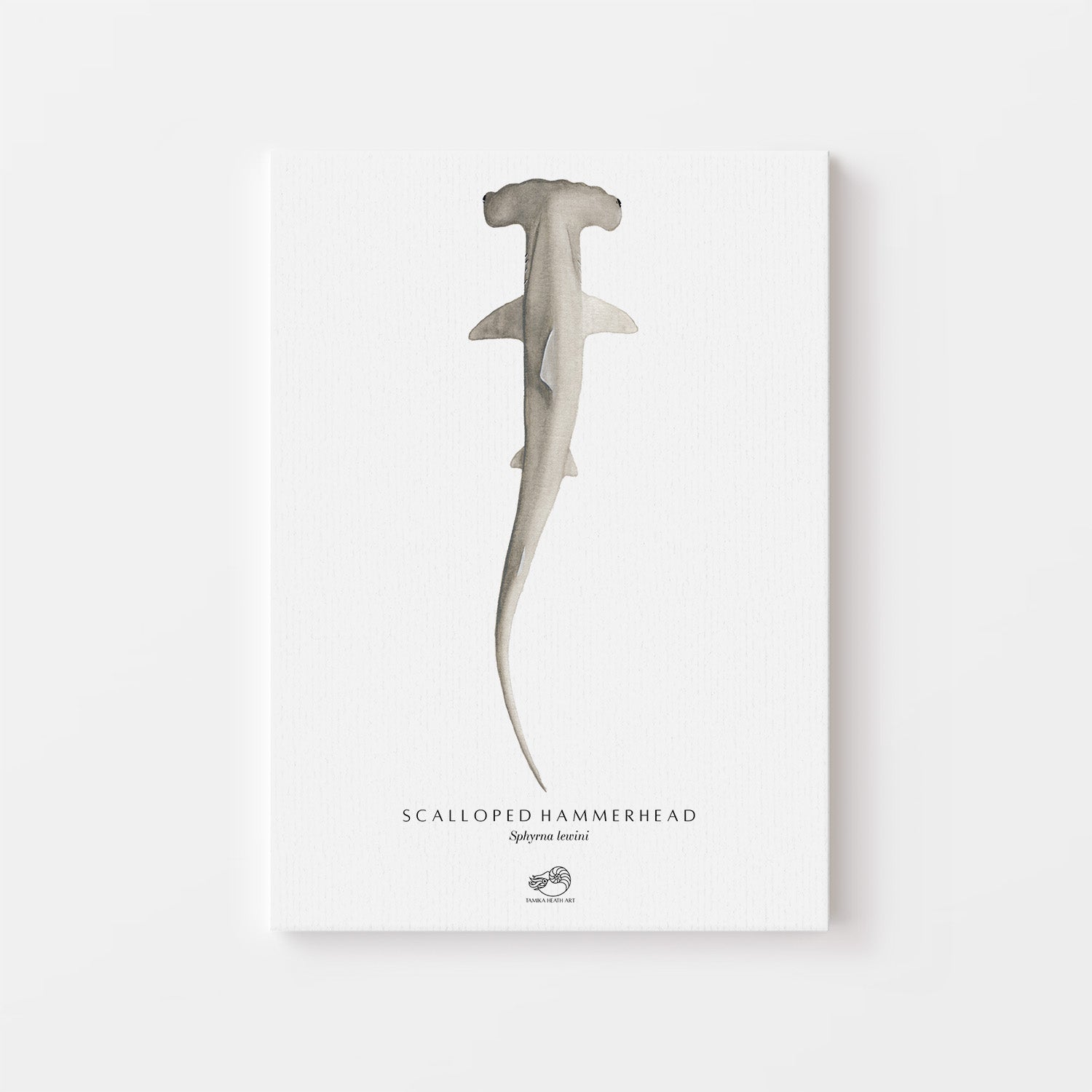 Scalloped Hammerhead Canvas Print