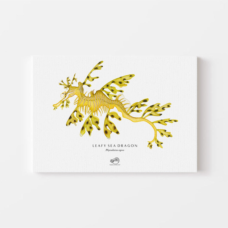 Leafy Sea Dragon Canvas Print