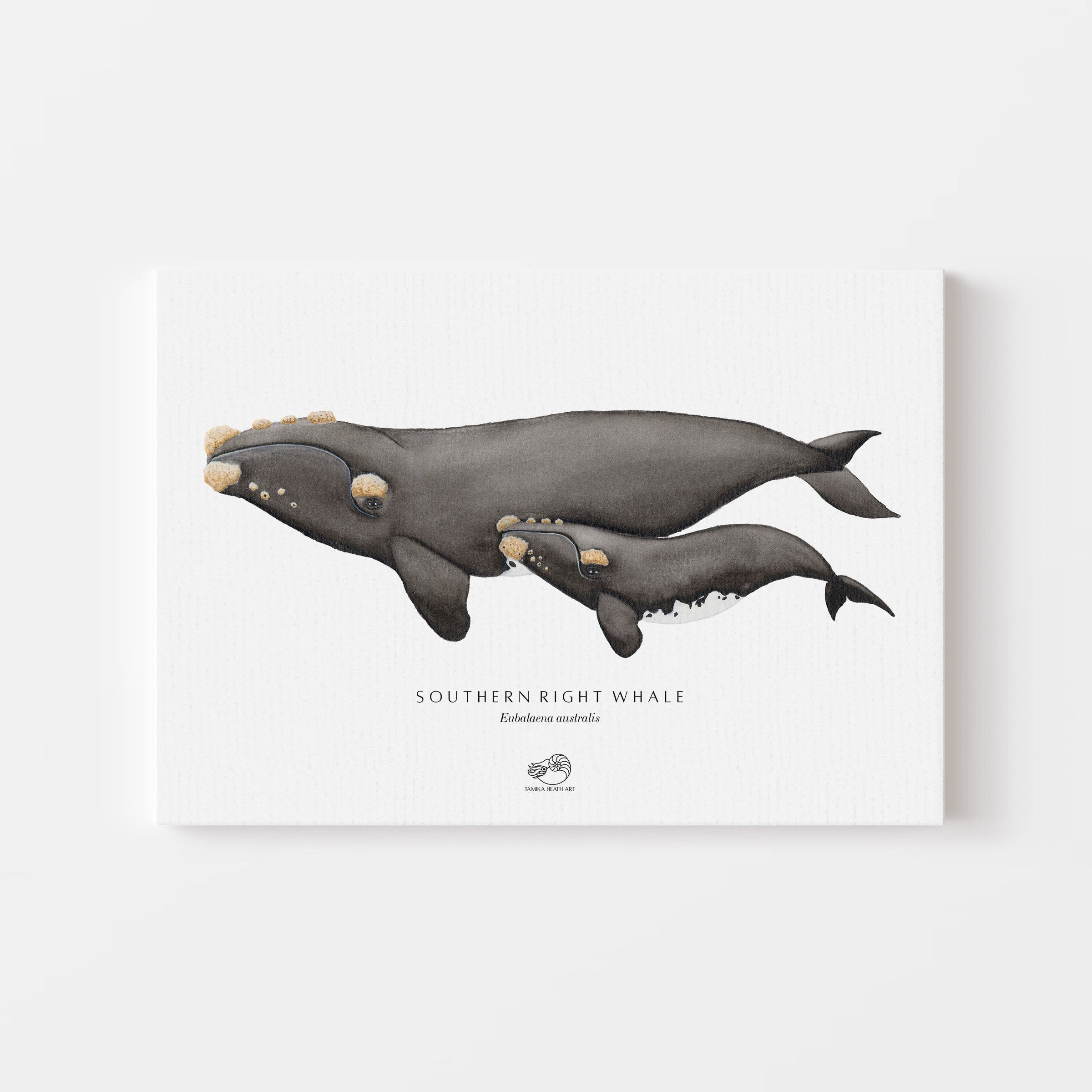 Southern Right Whale Canvas Print