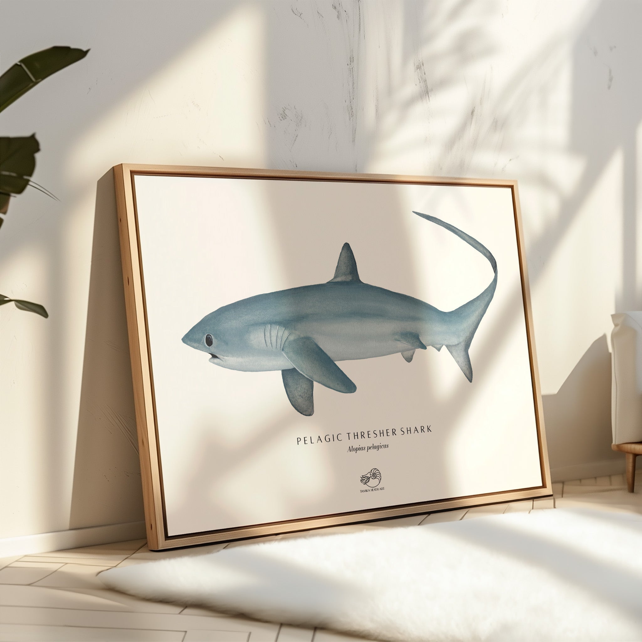 Thresher Shark Canvas Print