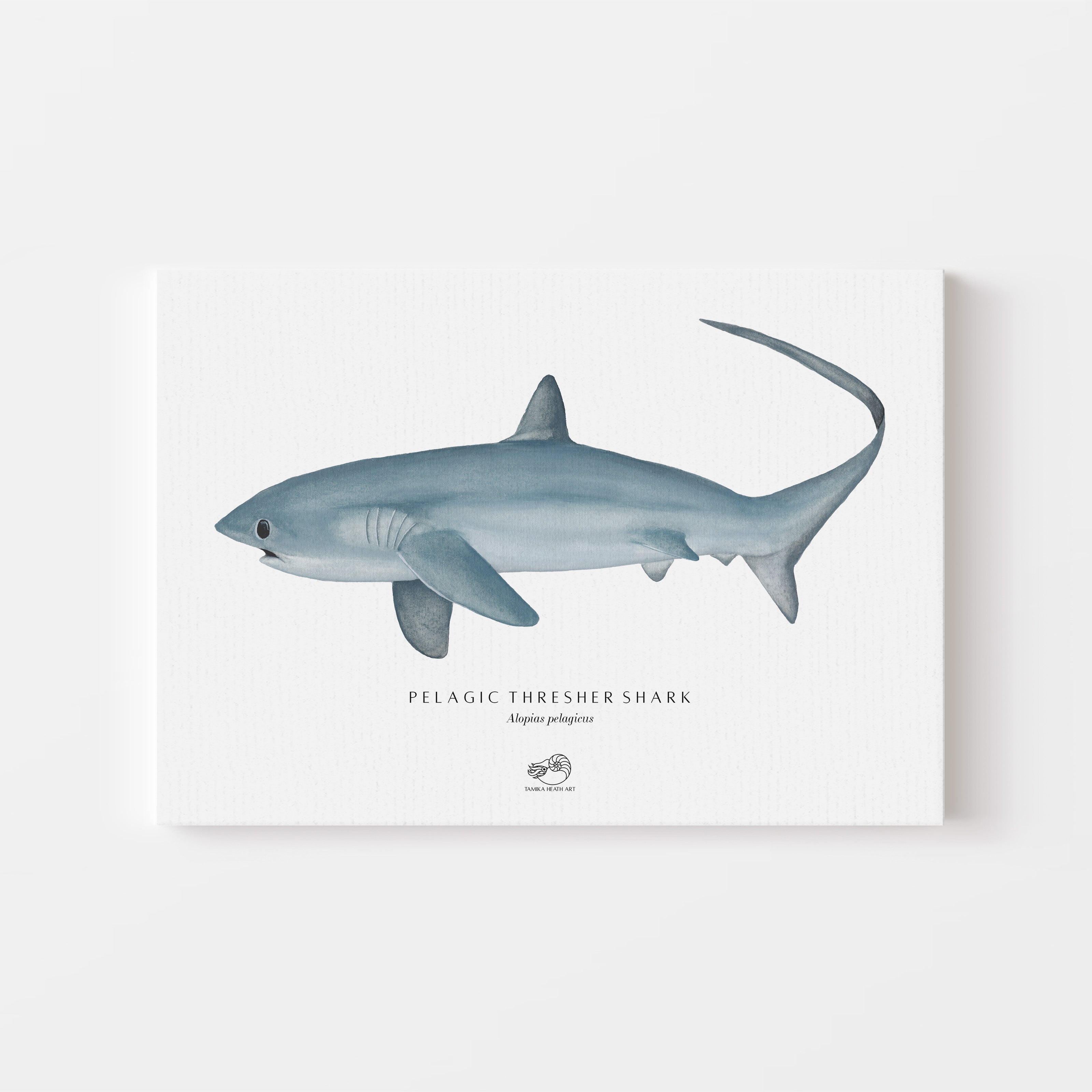 Thresher Shark Canvas Print