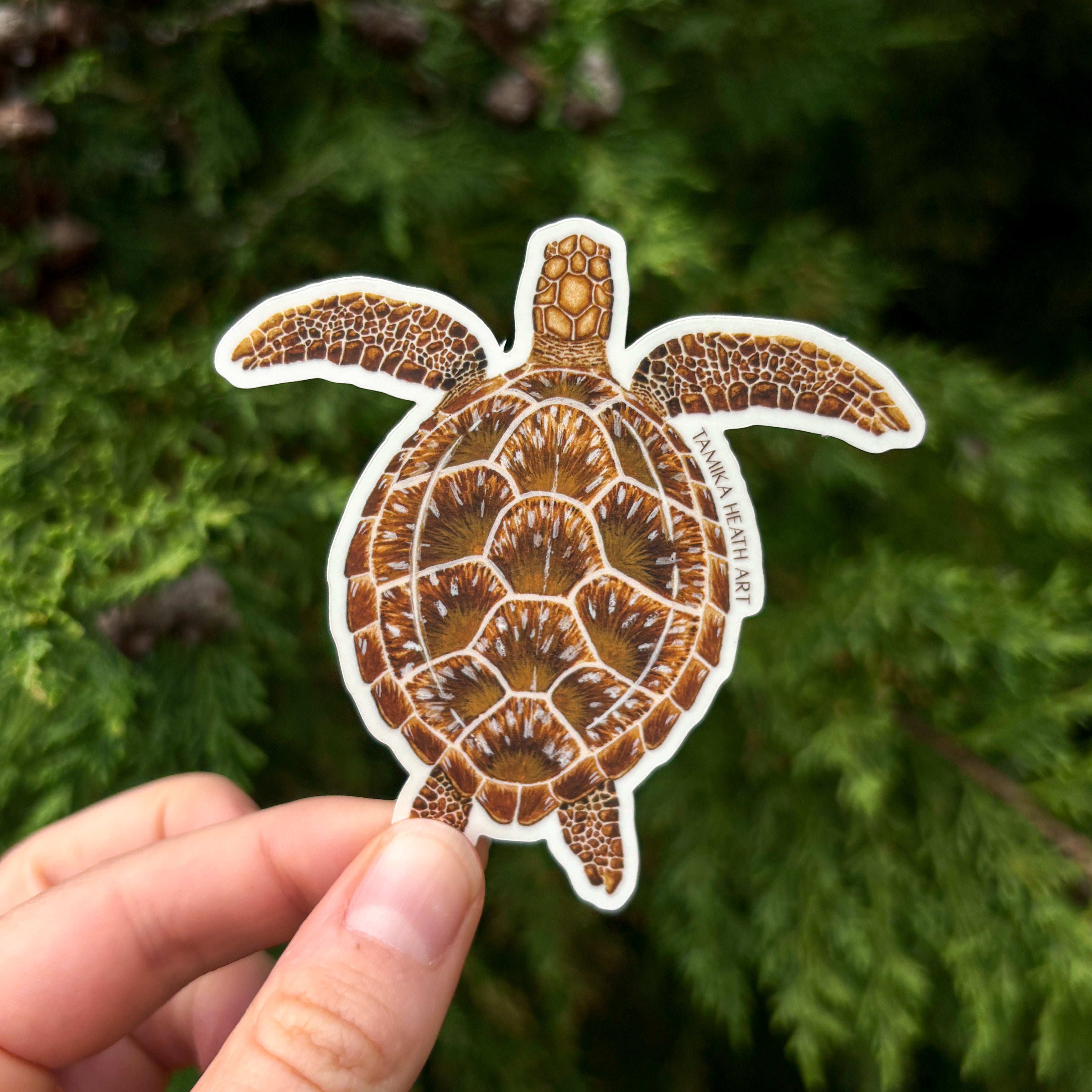 Green Sea Turtle Sticker (Transparent)