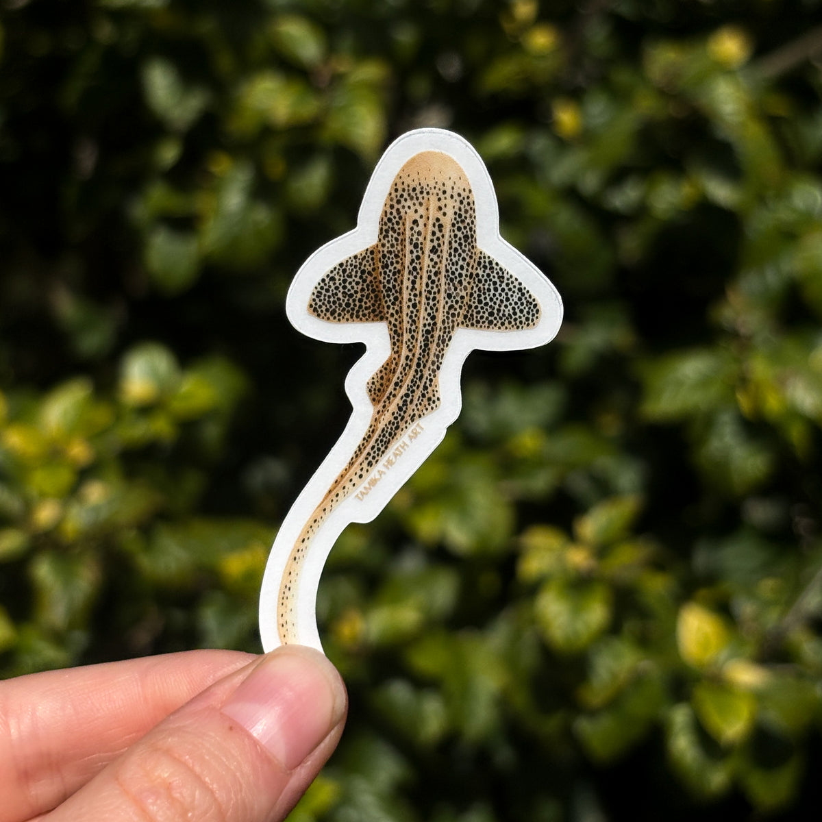 Leopard Shark Sticker (Transparent)
