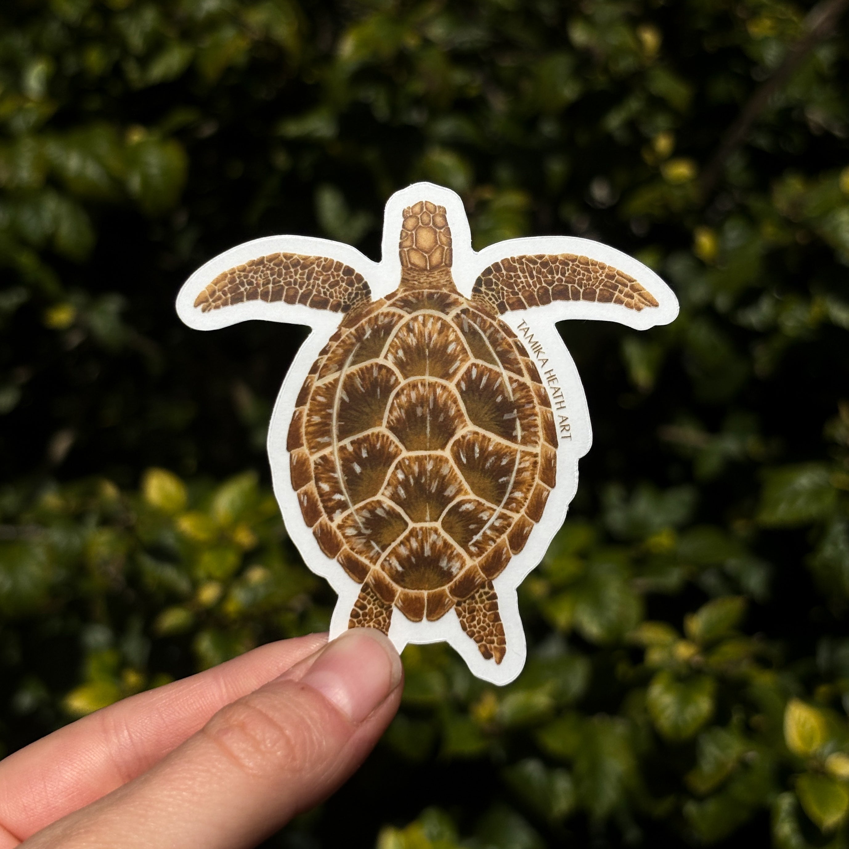 Green Sea Turtle Sticker (Transparent)