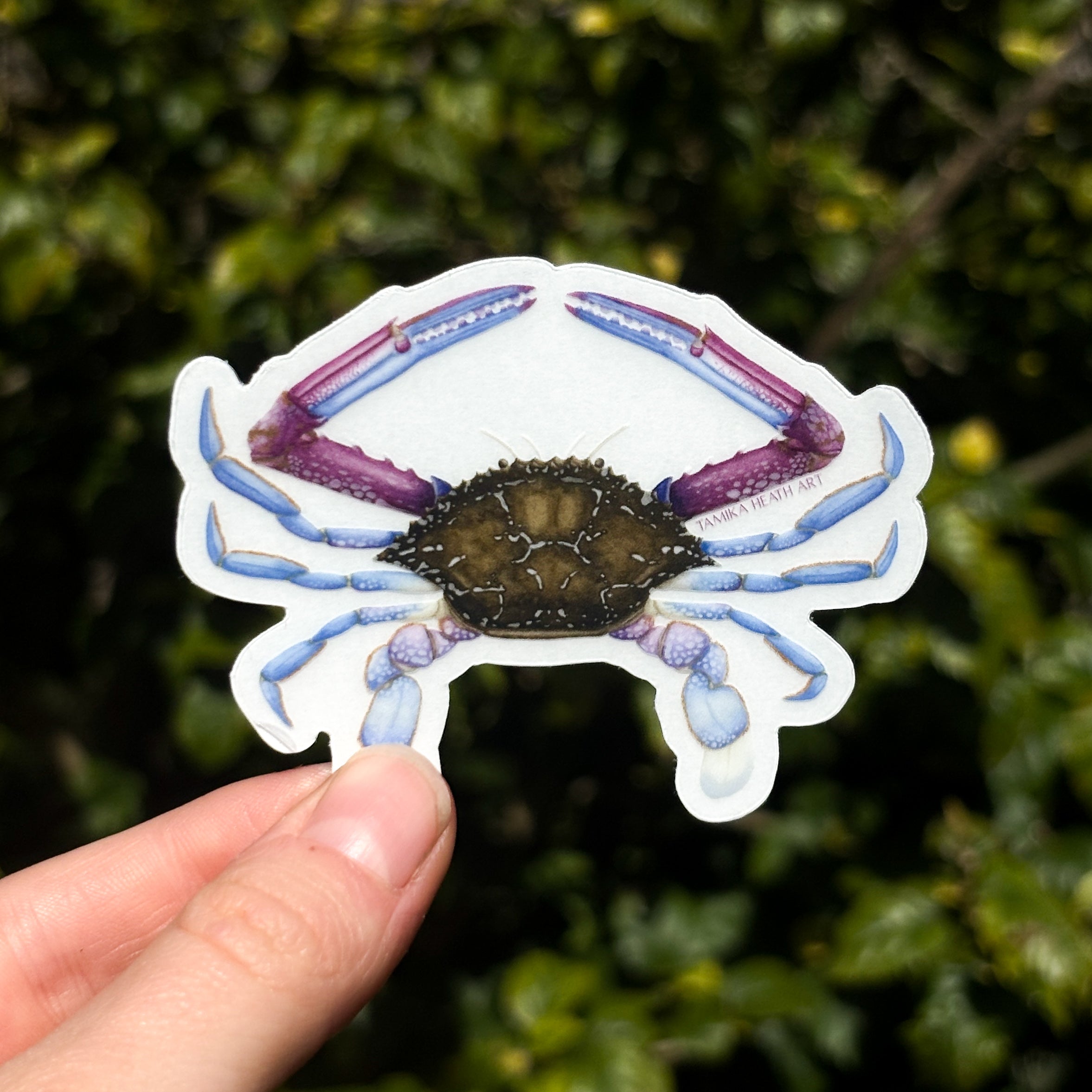 Blue Swimmer Crab Sticker (Transparent)