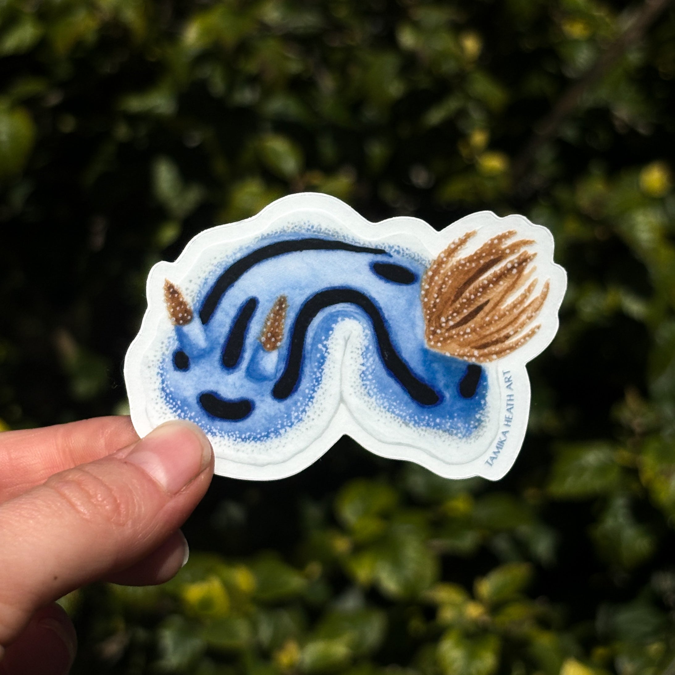 Willan's Chromodoris Sticker (Transparent)