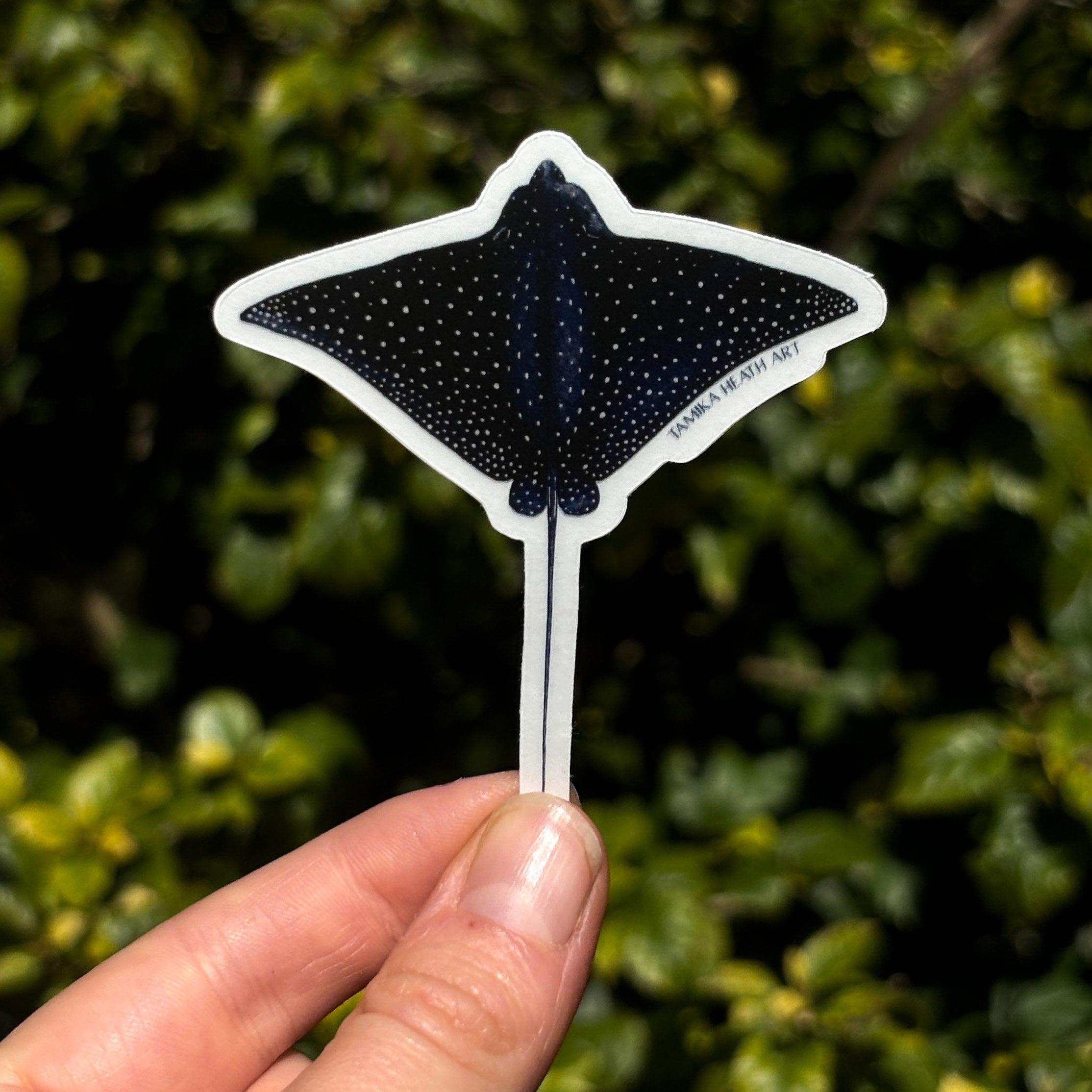 Whitespotted Eagle Ray Sticker (Transparent)