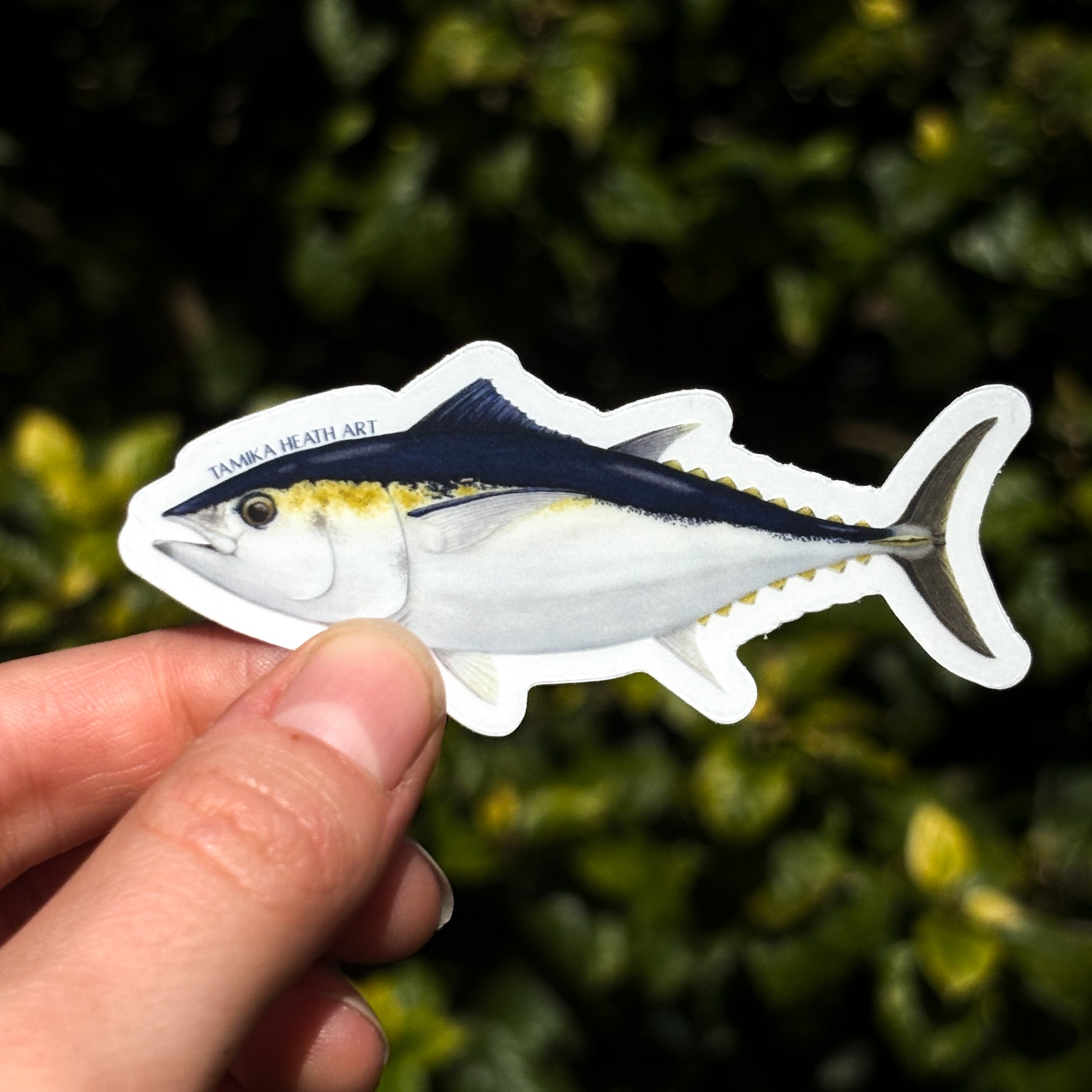 Southern Bluefin Tuna (Transparent)