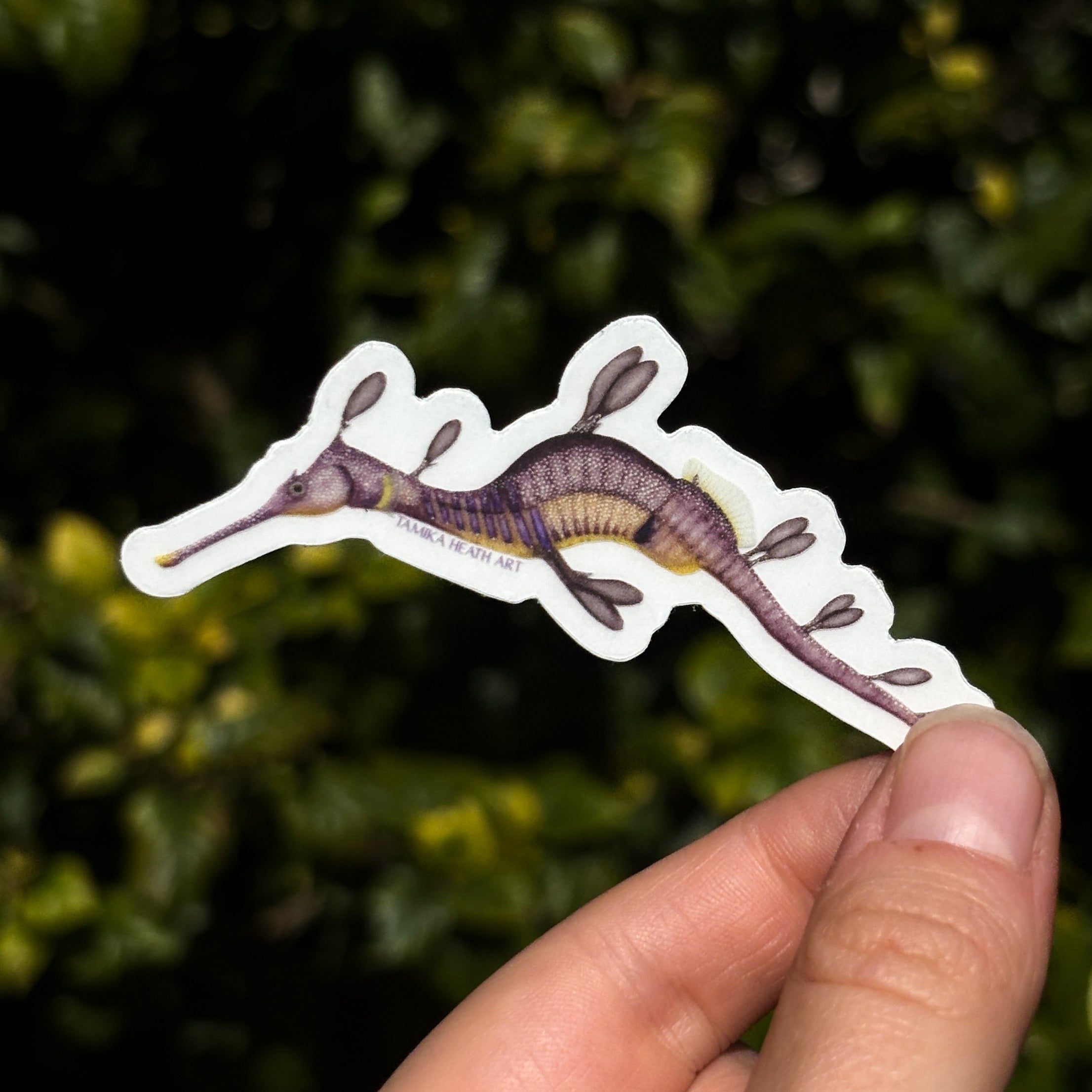 Weedy Sea Dragon Sticker (Transparent)
