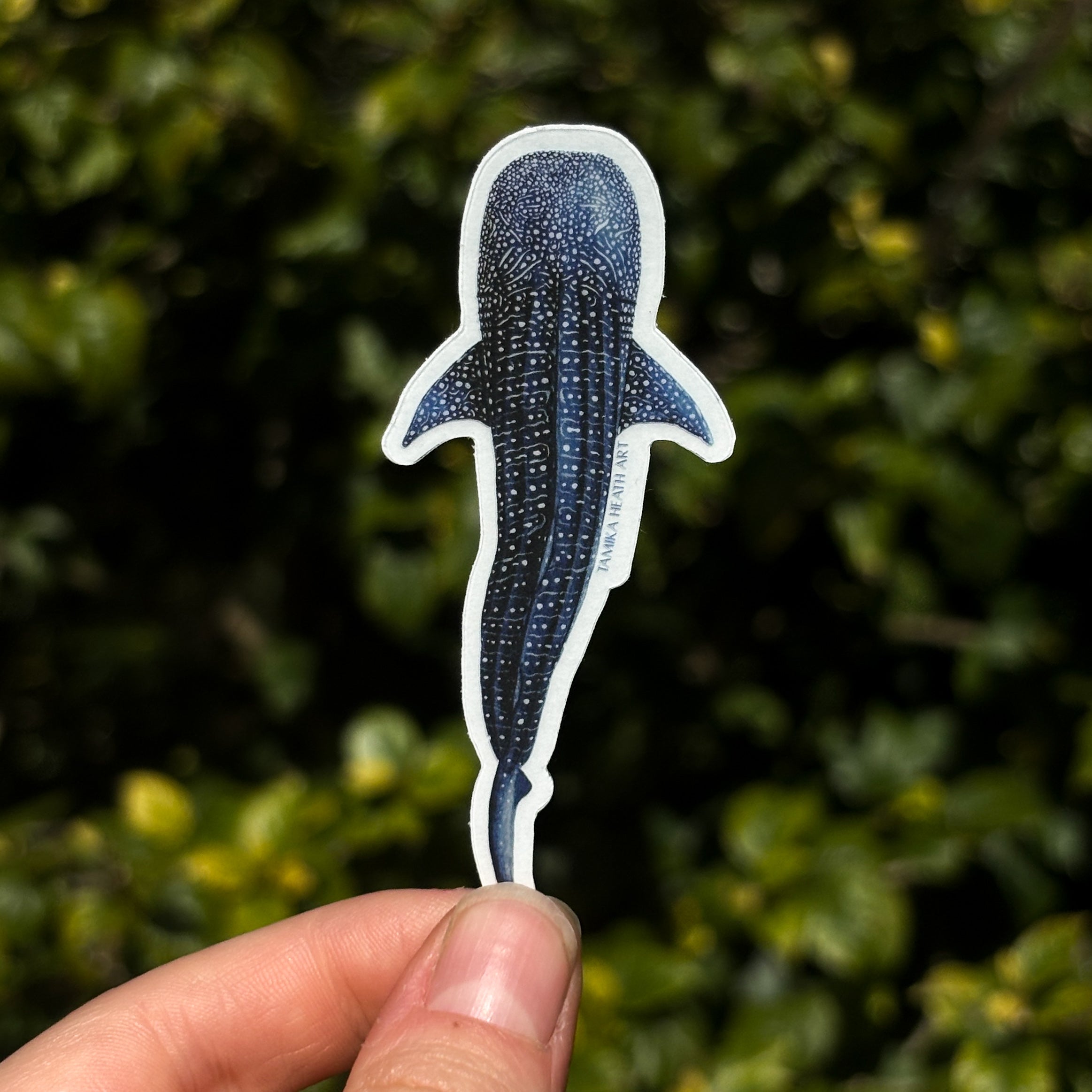 Whale Shark Sticker (Transparent)