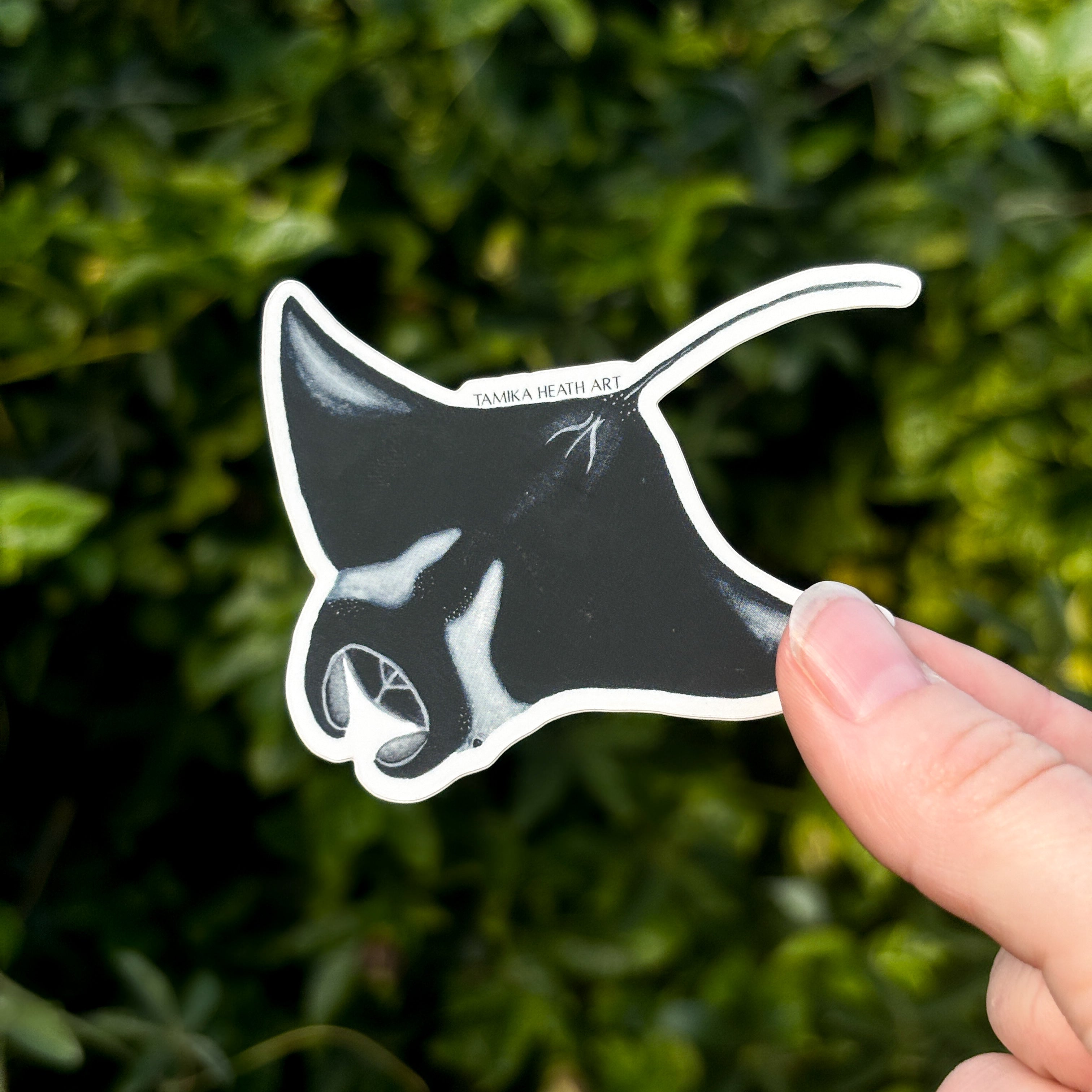 Manta Ray Sticker
