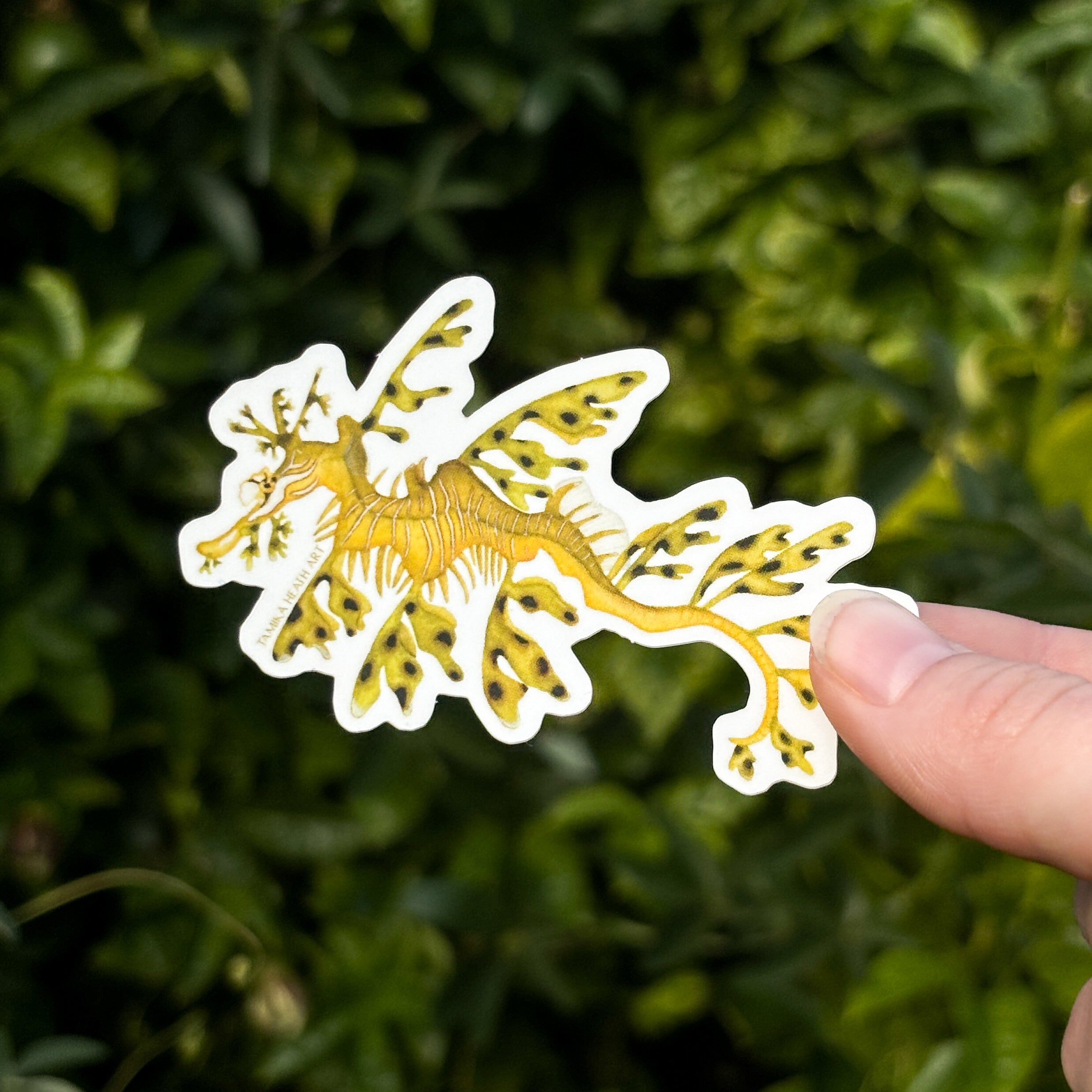 Leafy Sea Dragon Sticker