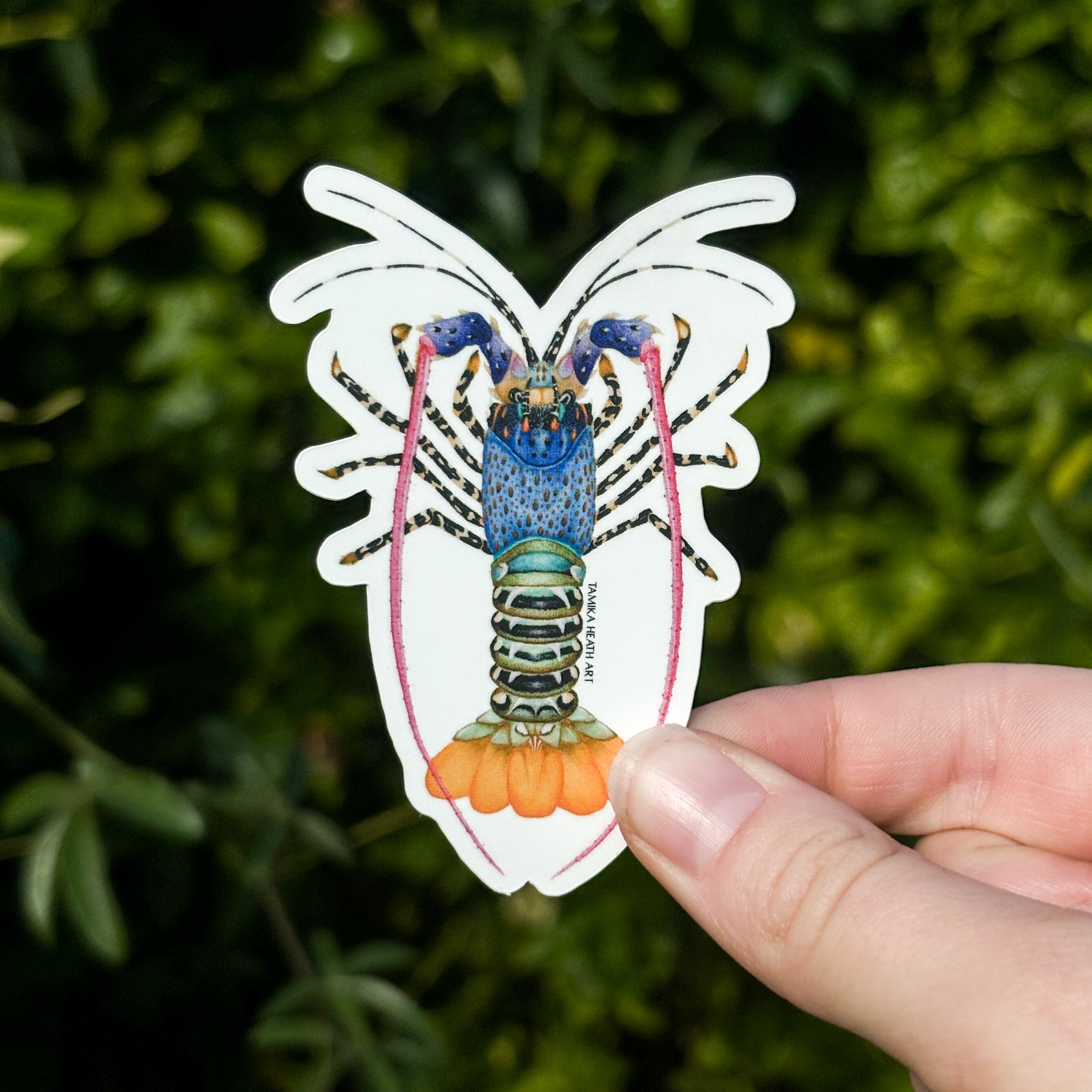 Ornate Rock Lobster Sticker