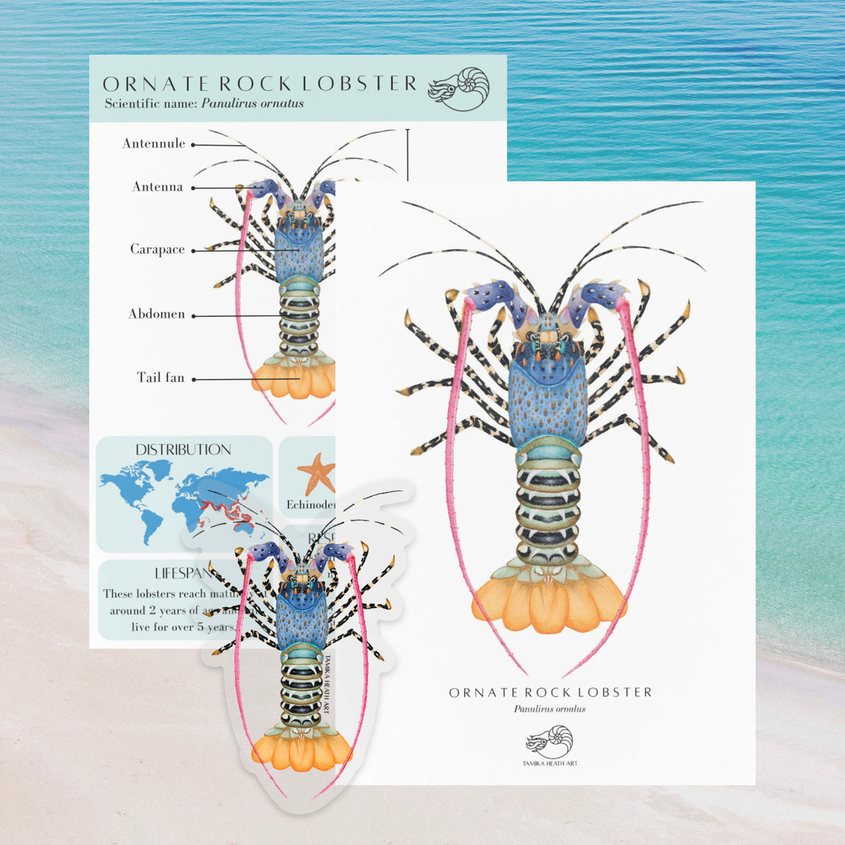 Sea Snail Mail Club - September