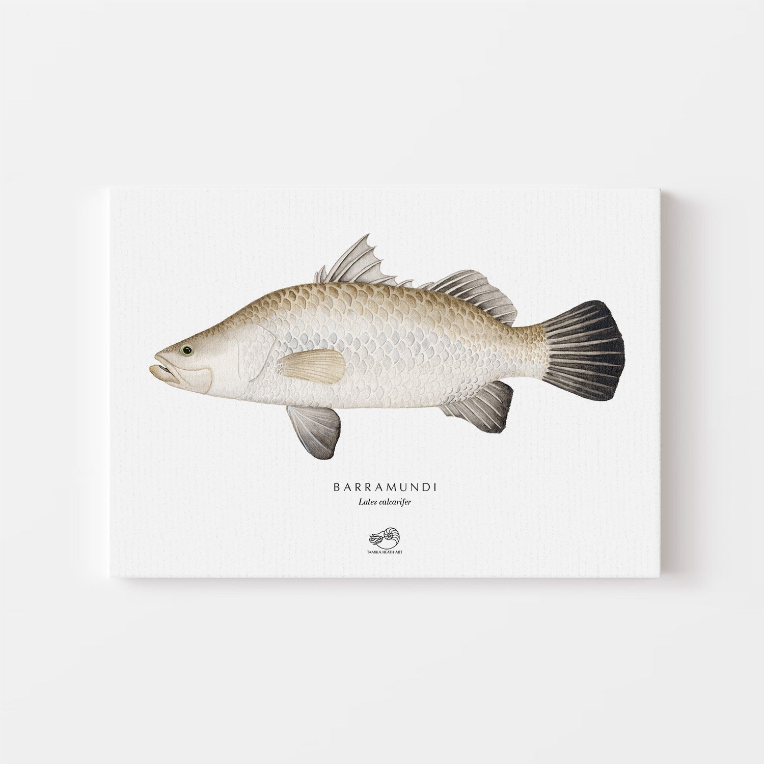 Barramundi Canvas Print