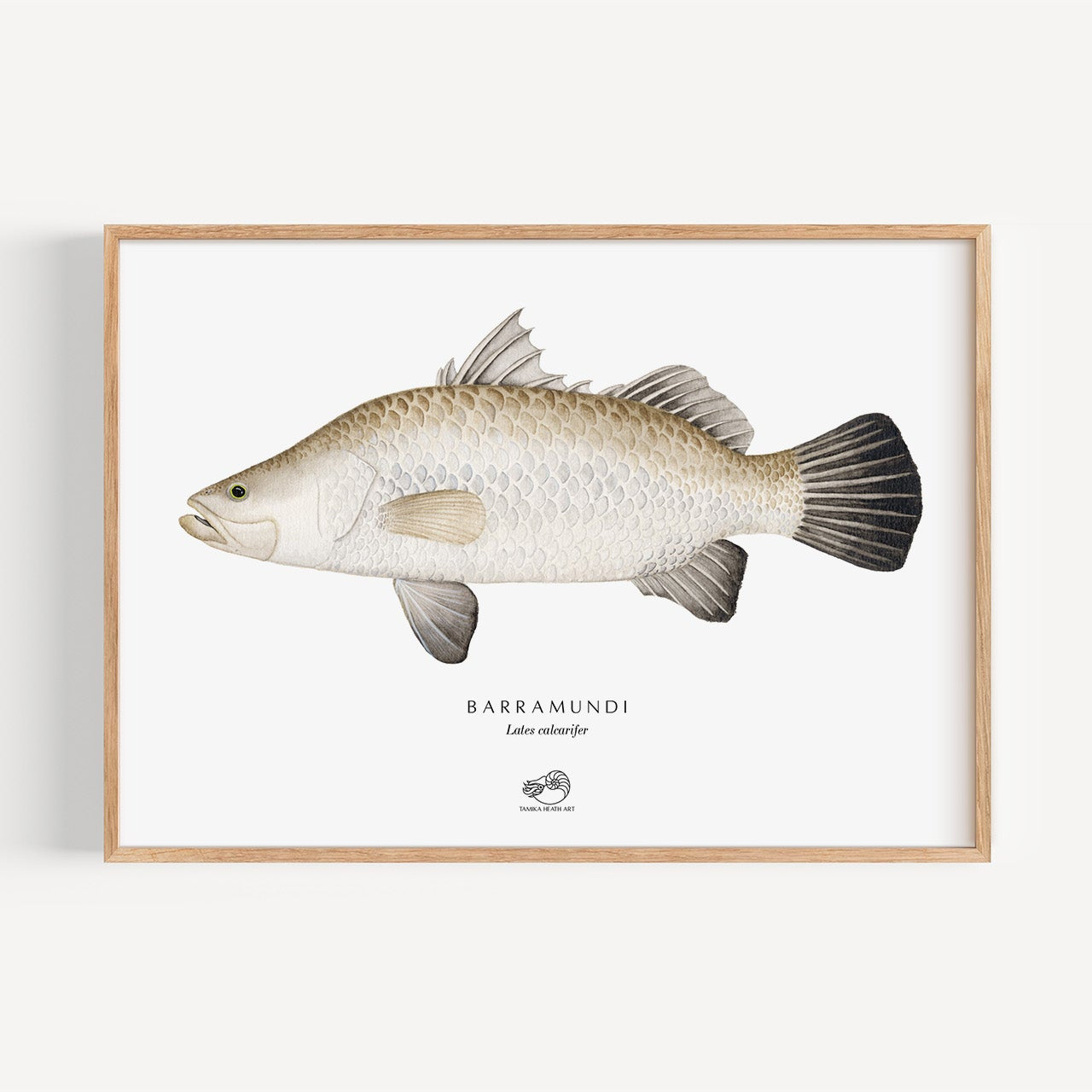 Barramundi Art Print