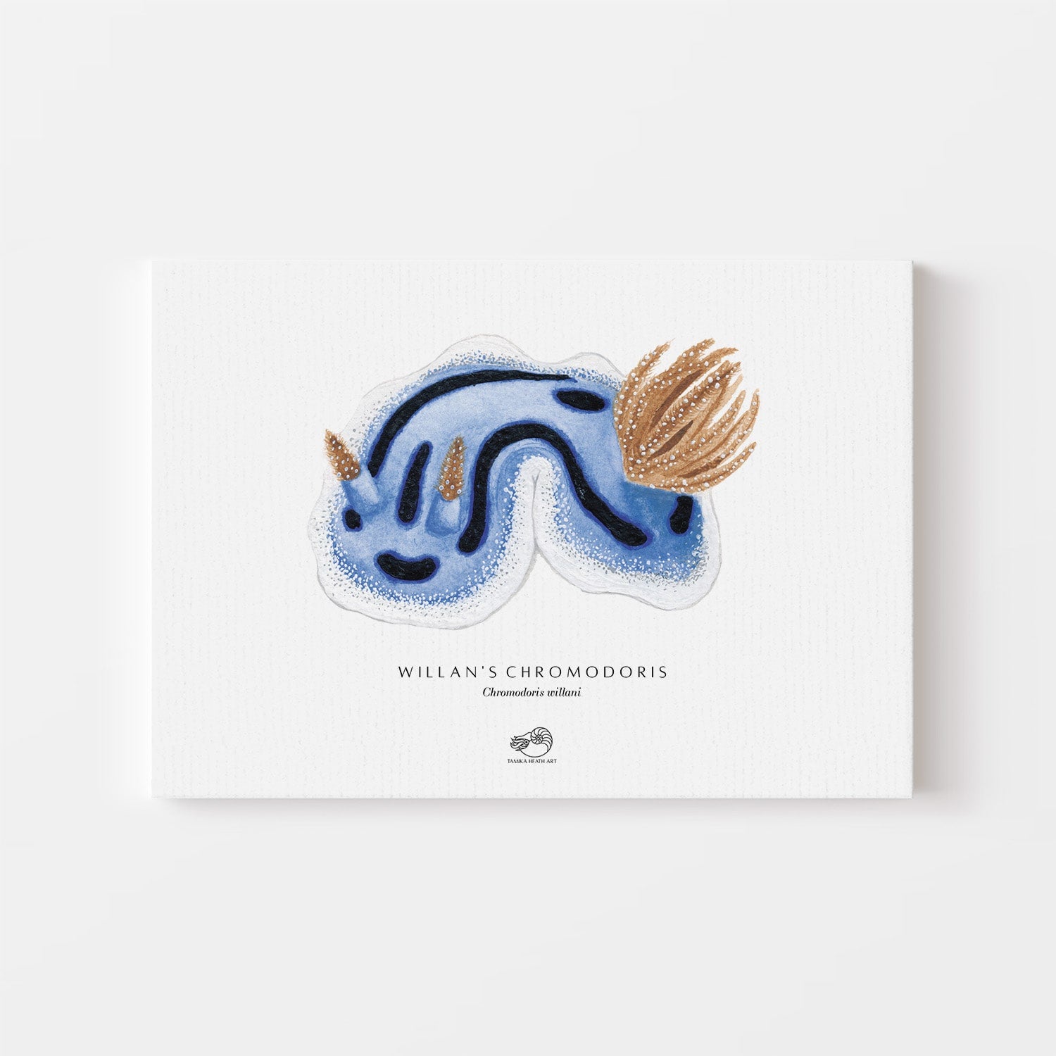 Willan's Chromodoris Canvas Print