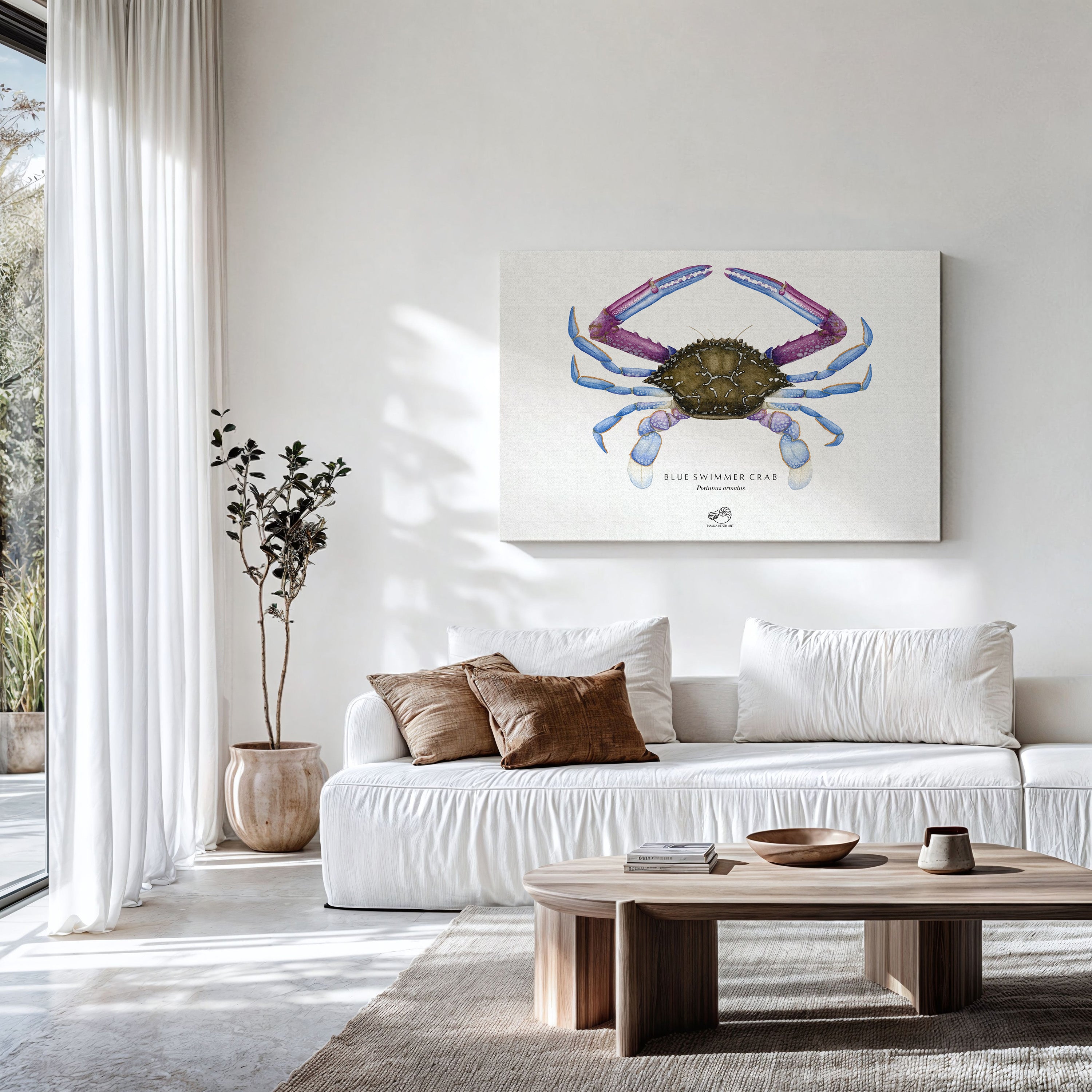 Blue Swimmer Crab Canvas Print