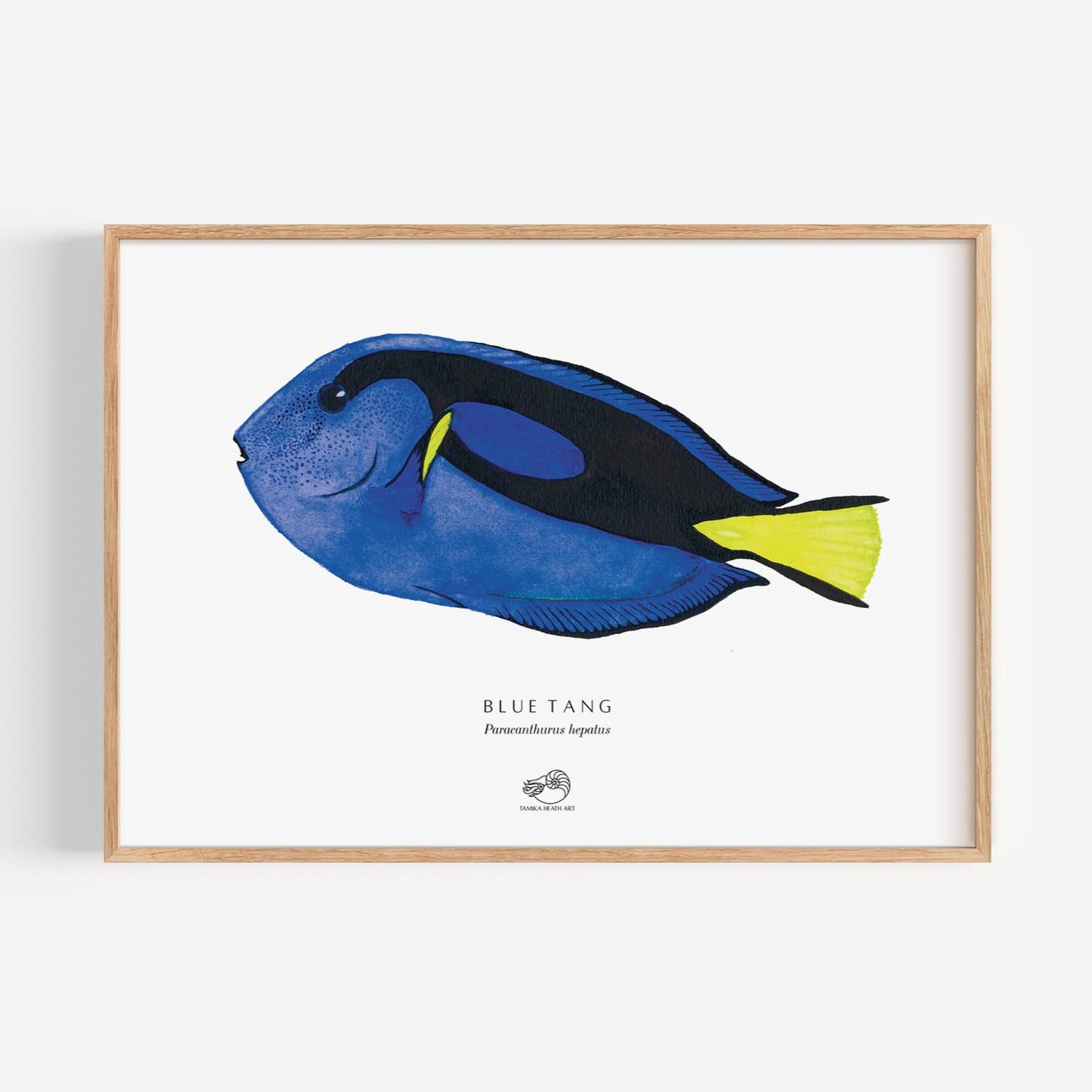 Blue Tang Art Print