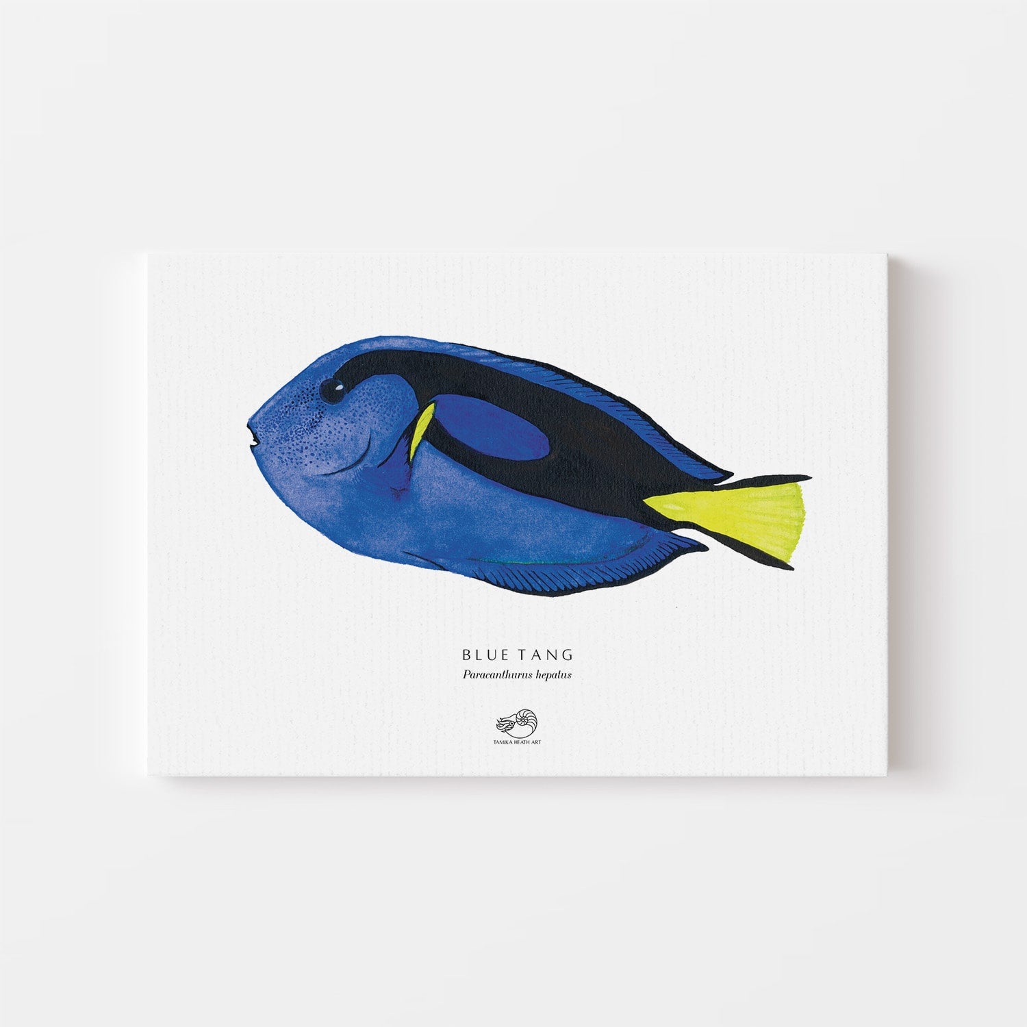 Blue Tang Canvas Print