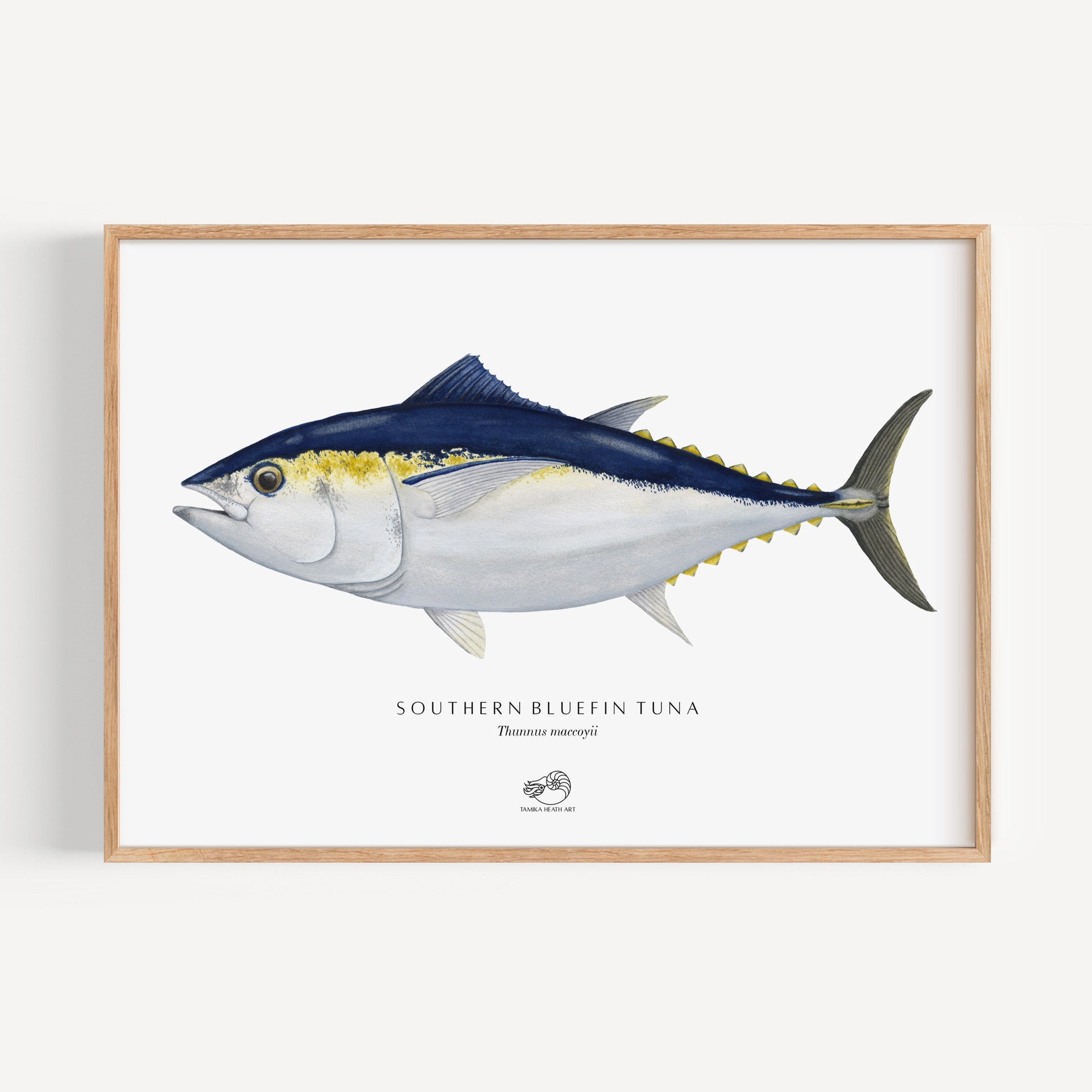 Southern Bluefin Tuna Art Print