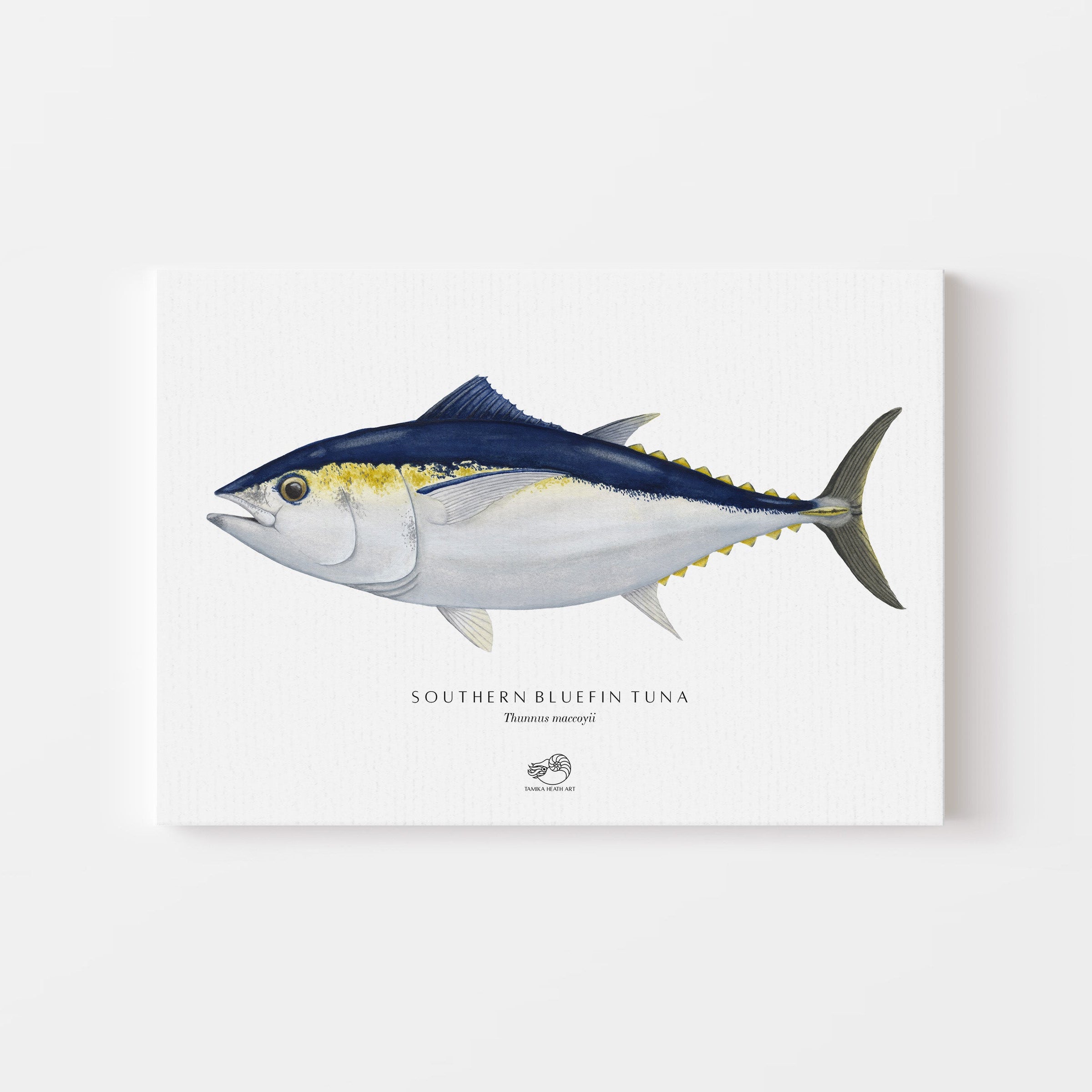 Southern Bluefin Tuna Canvas Print