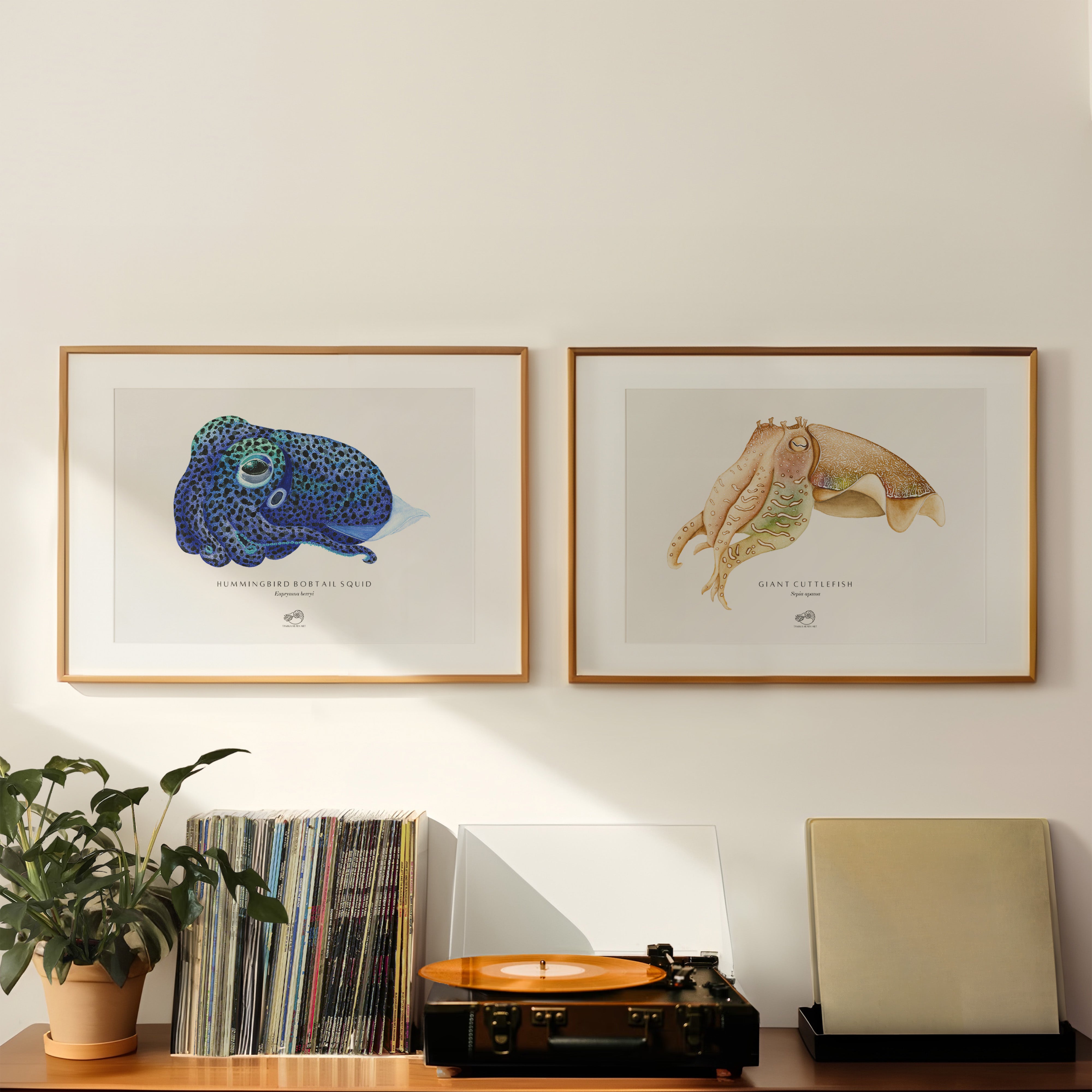 Hummingbird Bobtail Squid Art Print