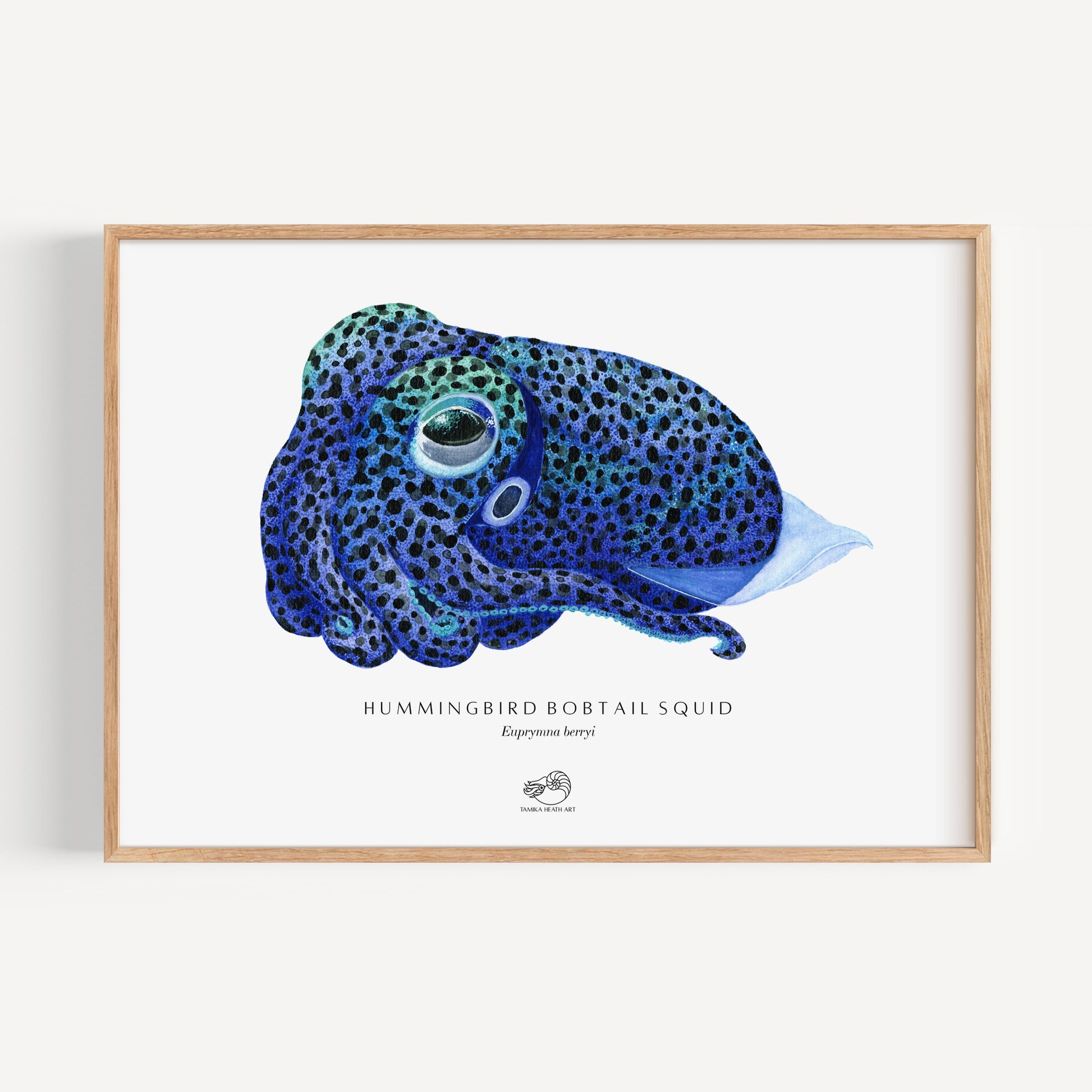 Hummingbird Bobtail Squid Art Print