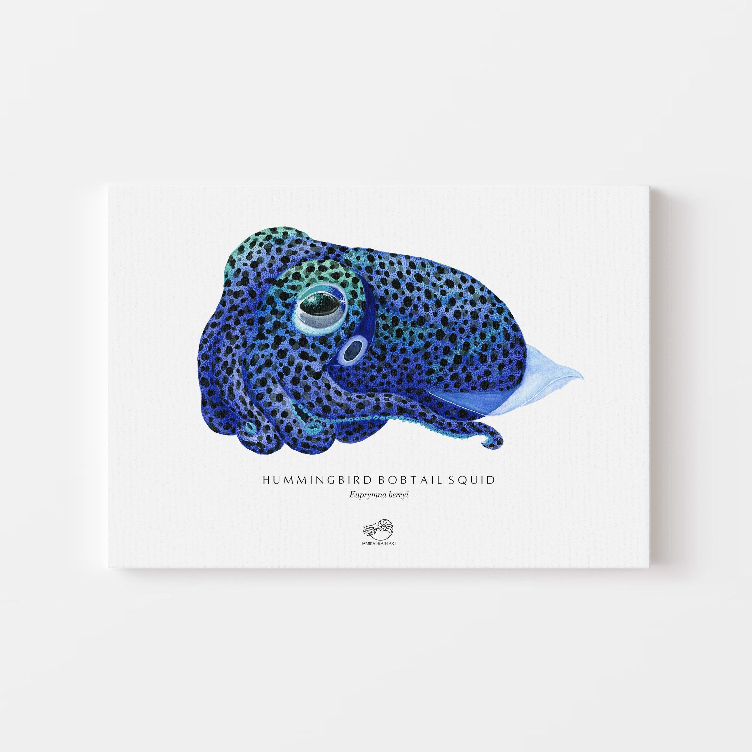 Hummingbird Bobtail Squid Canvas Print