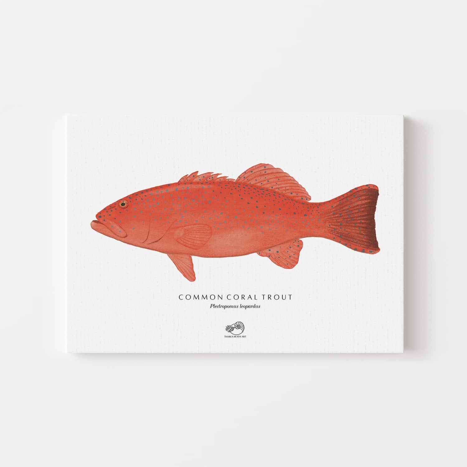 Coral Trout Canvas Print