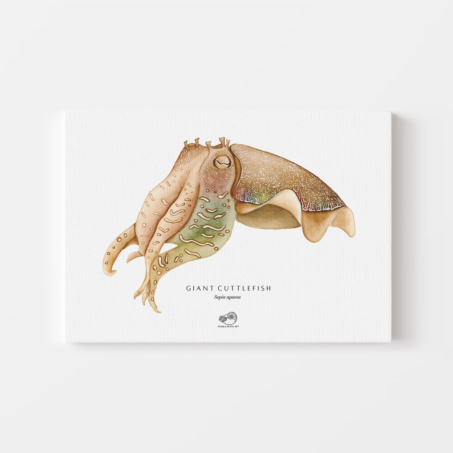 Giant Cuttlefish Canvas Print