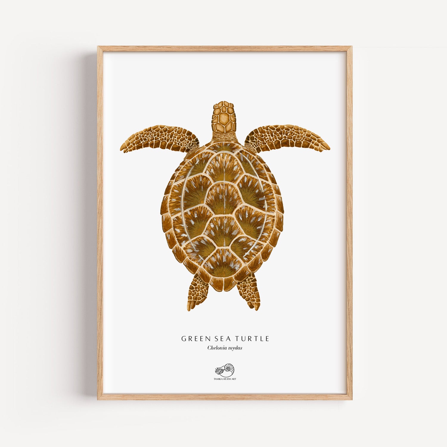 Green Sea Turtle Art Print