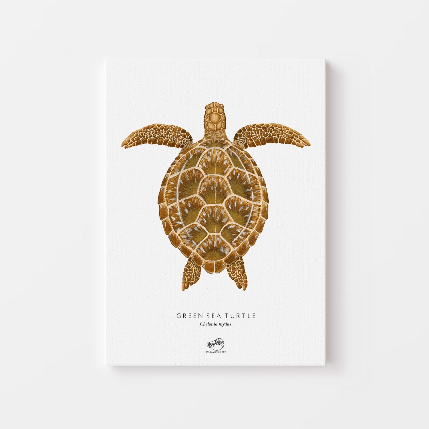 Green Sea Turtle Canvas Print