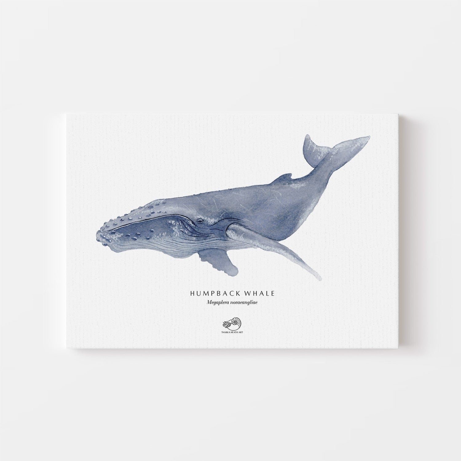 Humpback Whale Canvas Print