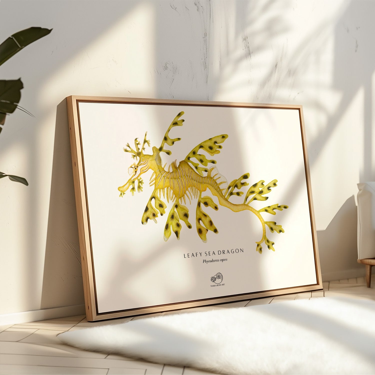 Leafy Sea Dragon Canvas Print