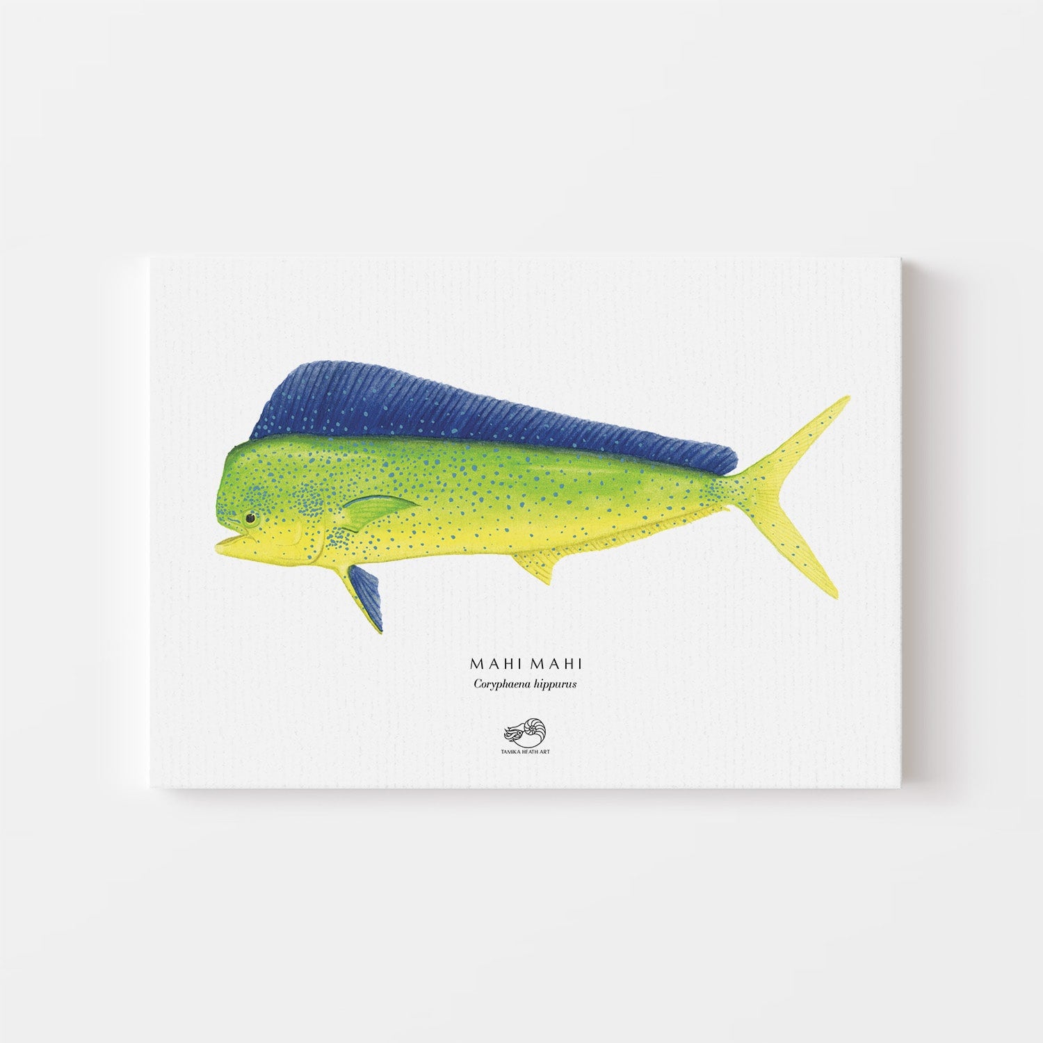 Mahi Mahi Canvas Print