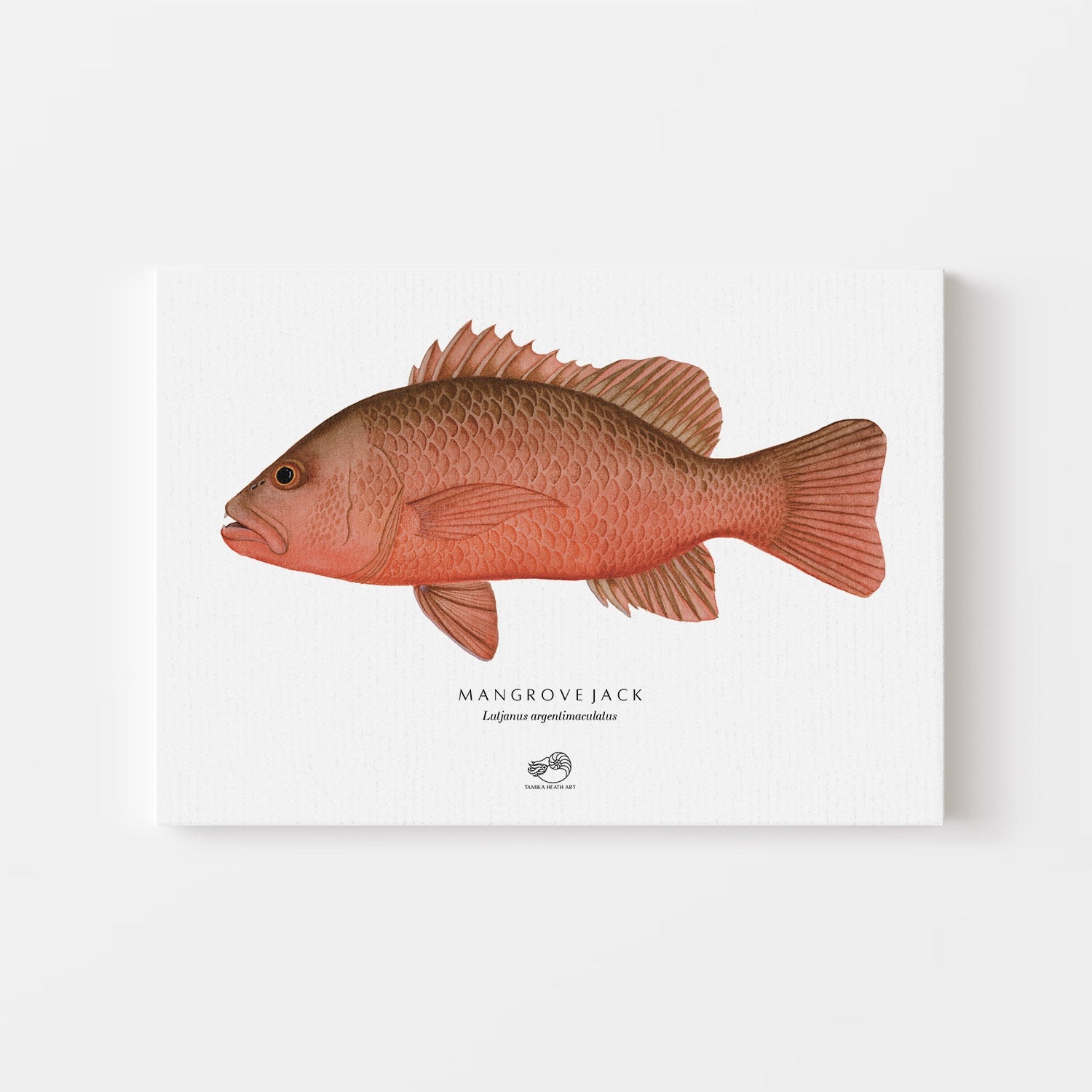 Mangrove Jack Canvas Print