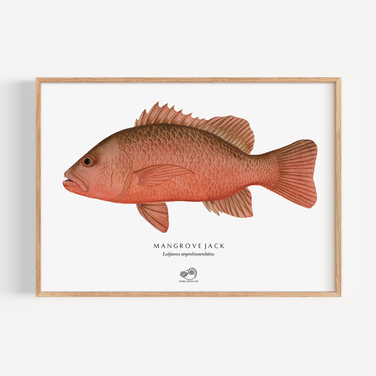 Mangrove Jack Art Print