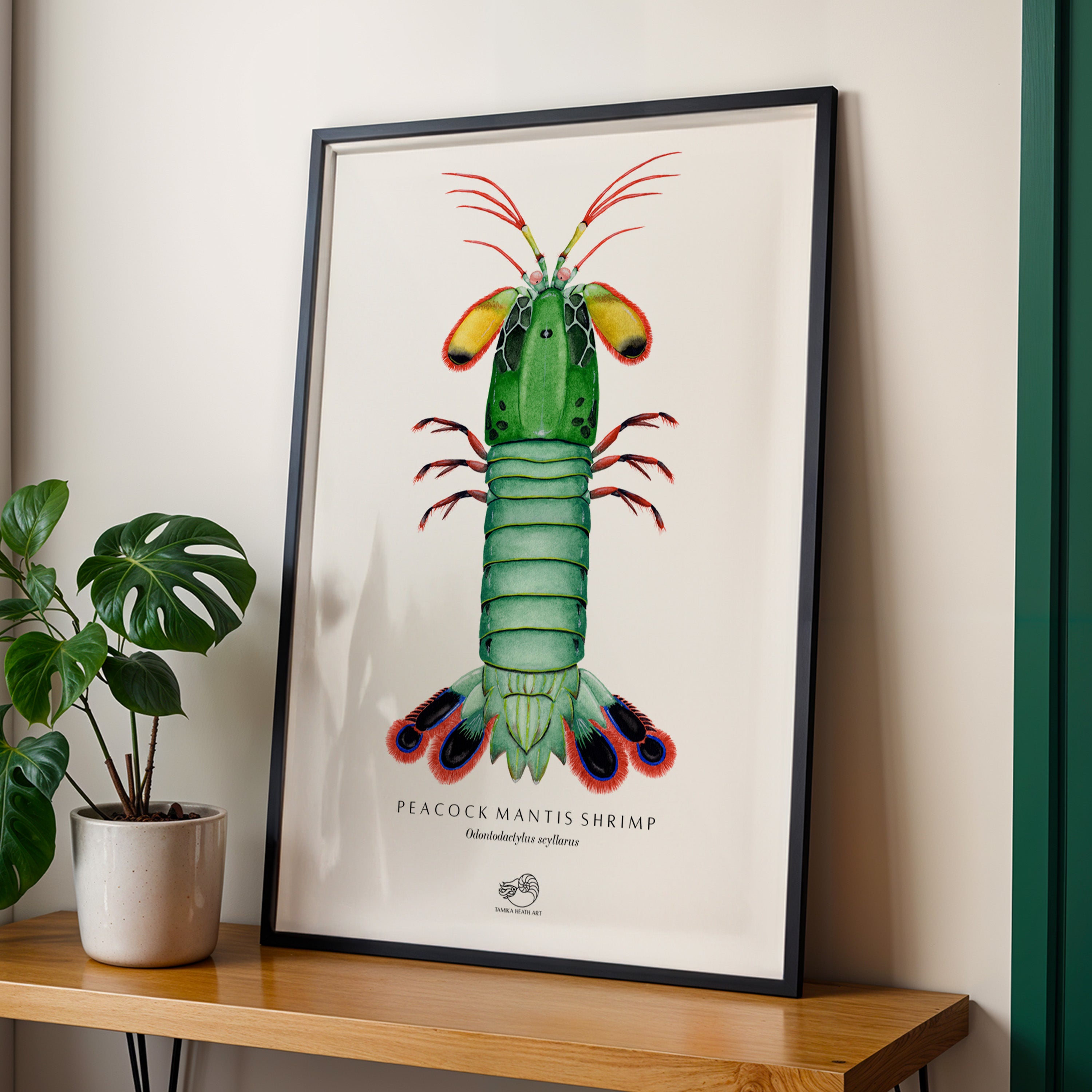 Peacock Mantis Shrimp Art Print