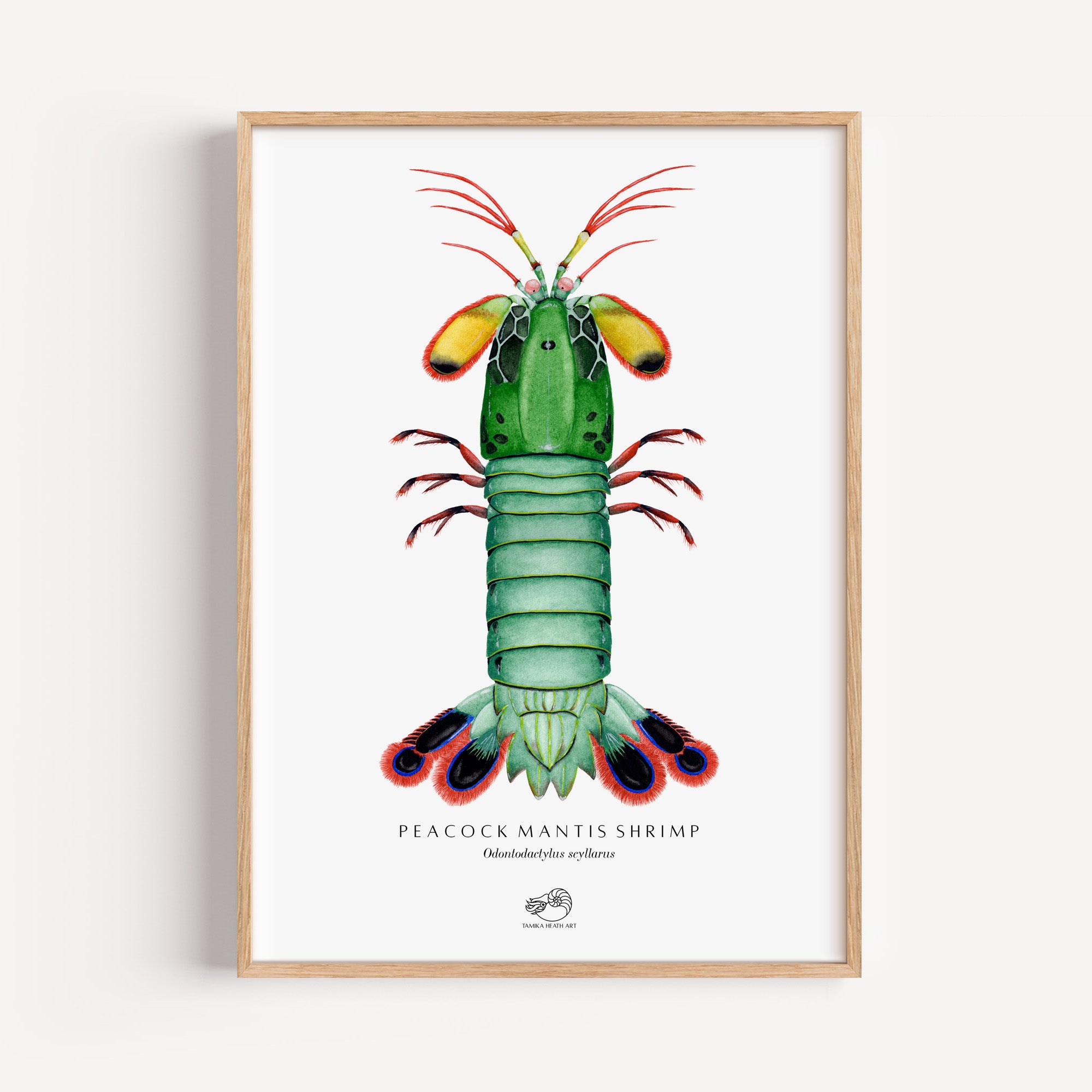 Peacock Mantis Shrimp Art Print